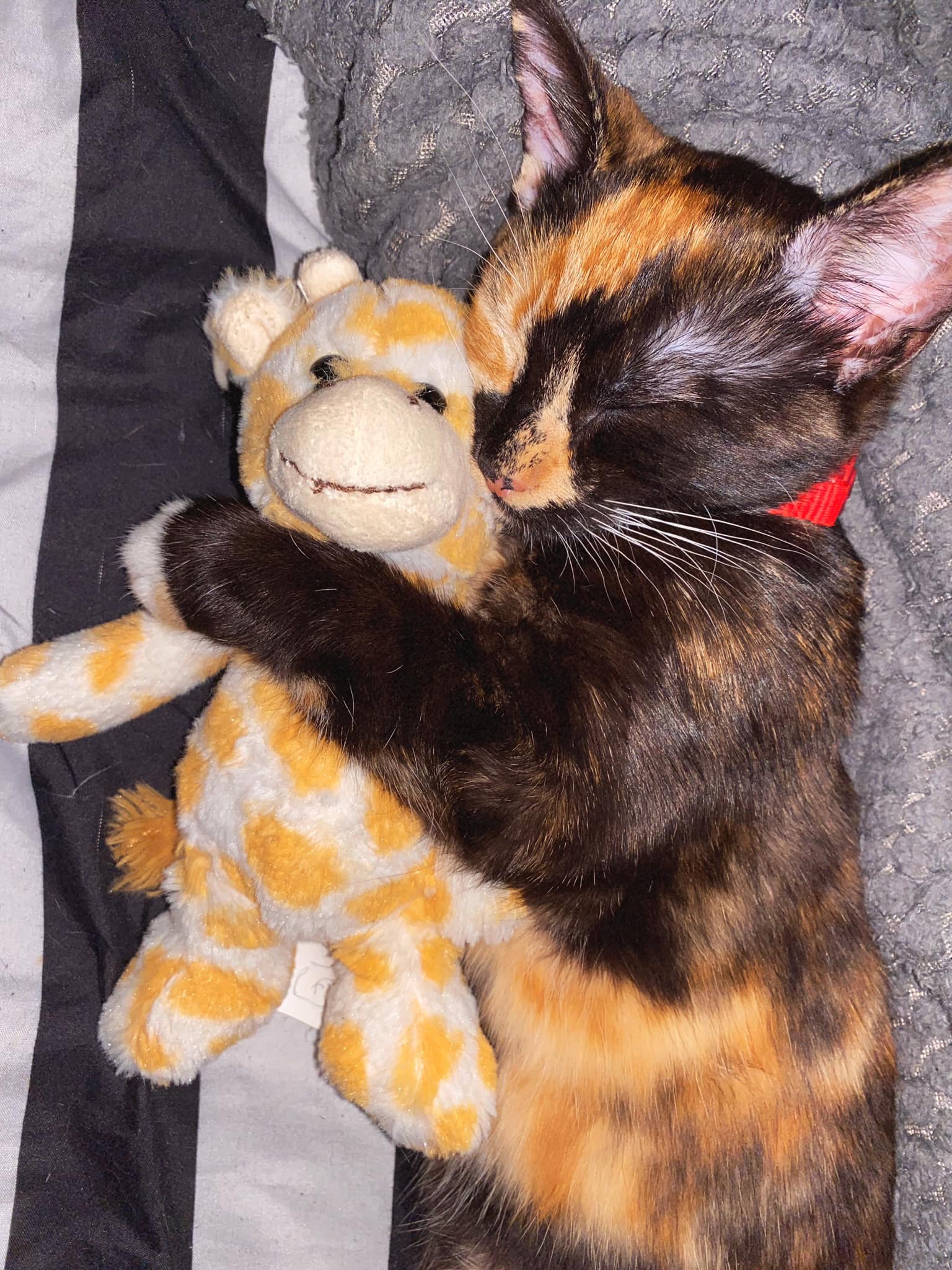 15 Cats Cuddling With Their Favorite Stuffed Animals | Cuteness