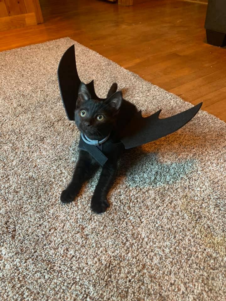 20 Black Cats Who Think Every Day is Halloween