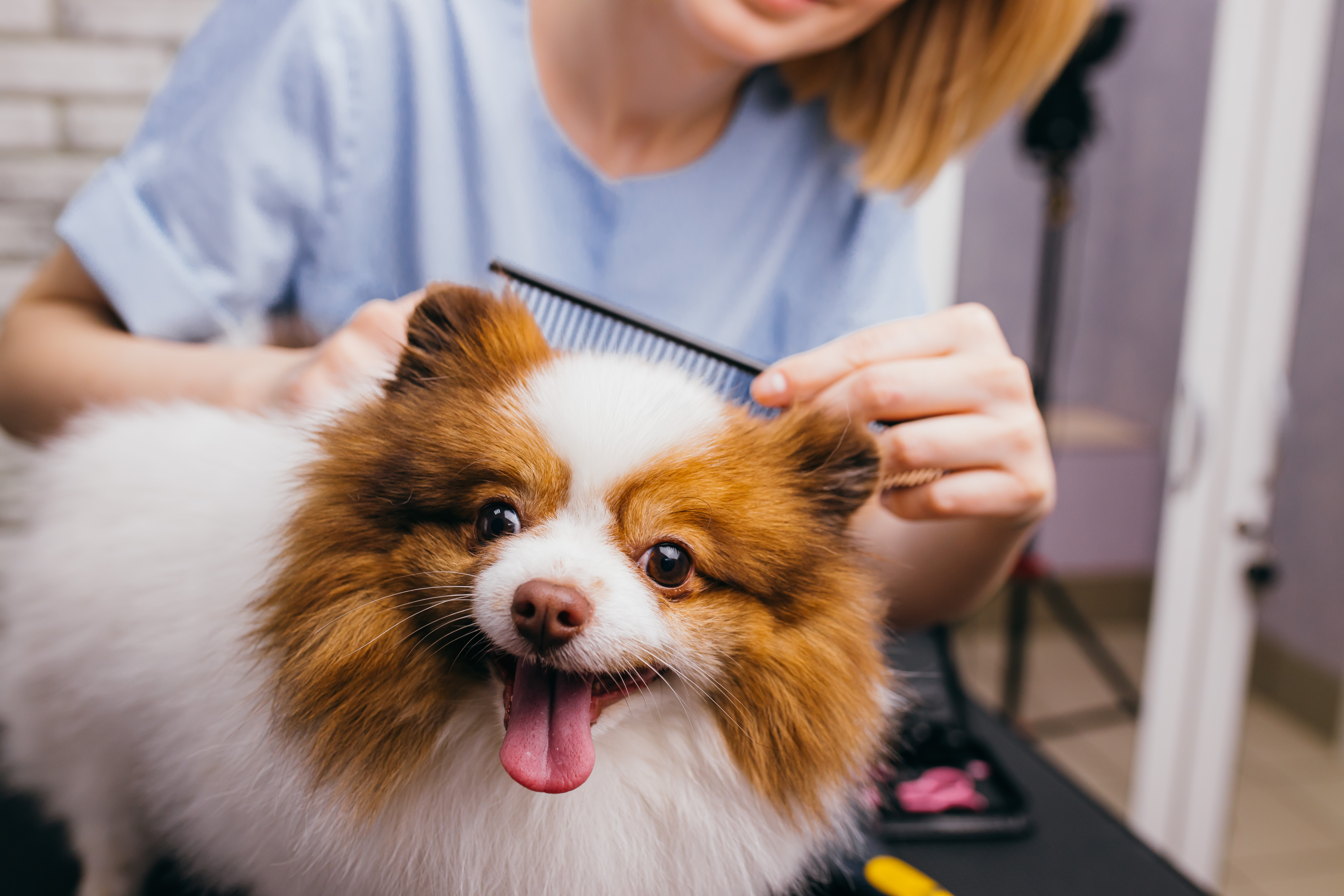 How to Sedate a Dog for a Haircut | Cuteness