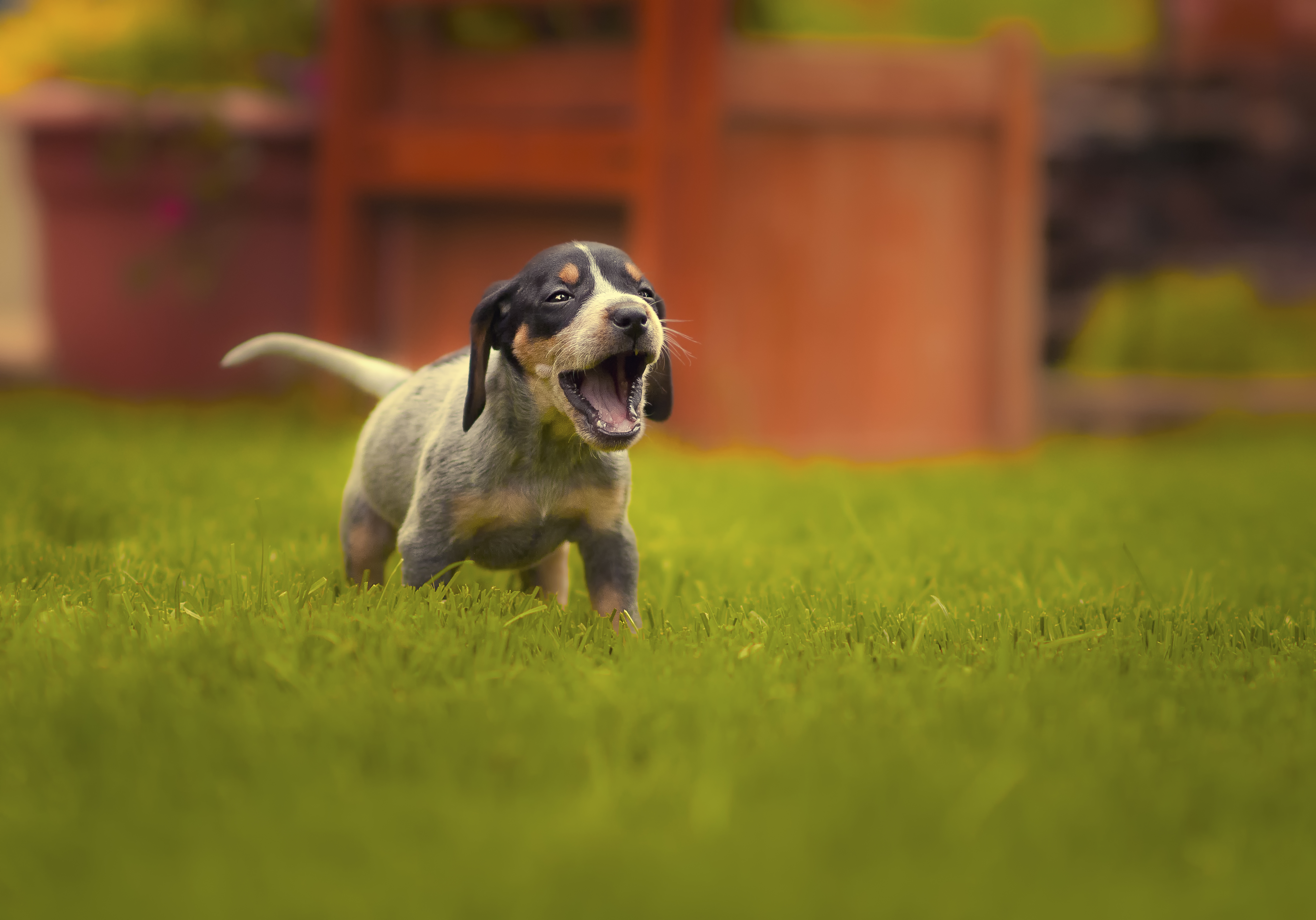 bluetick coonhound is ill with respiratory signs