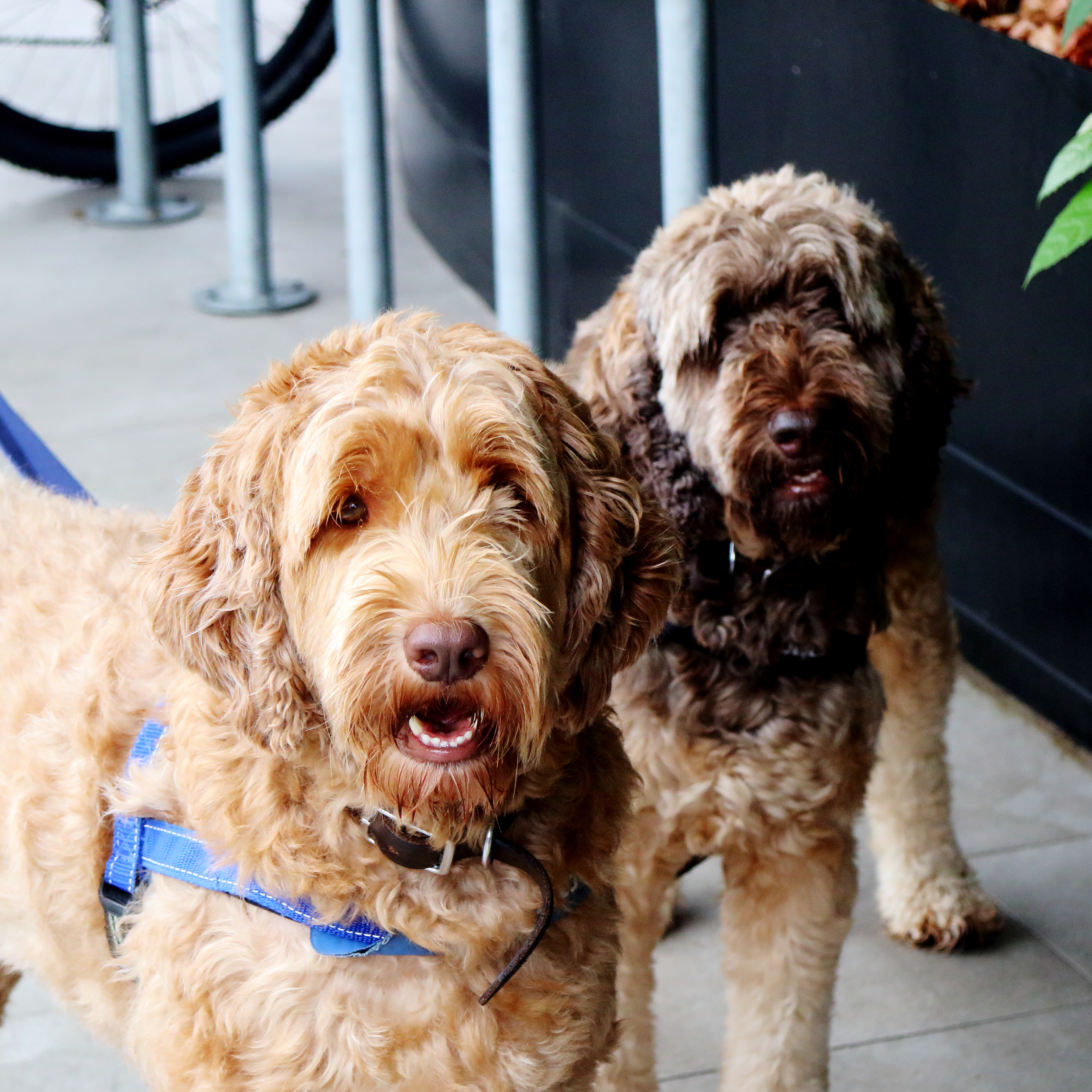 are labradoodles large breed dogs