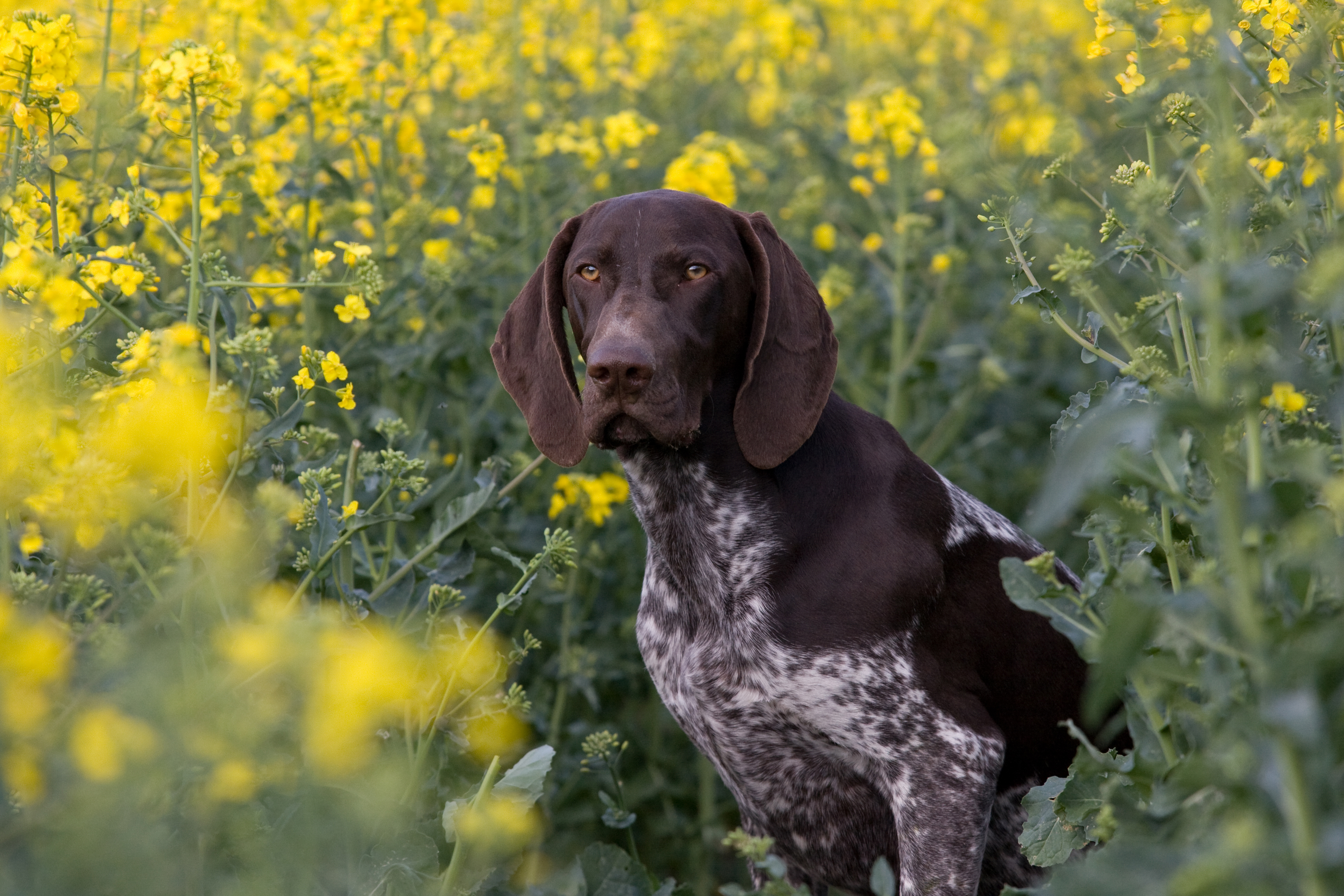 How to Train German Shorthaired Pointer Puppies | Cuteness