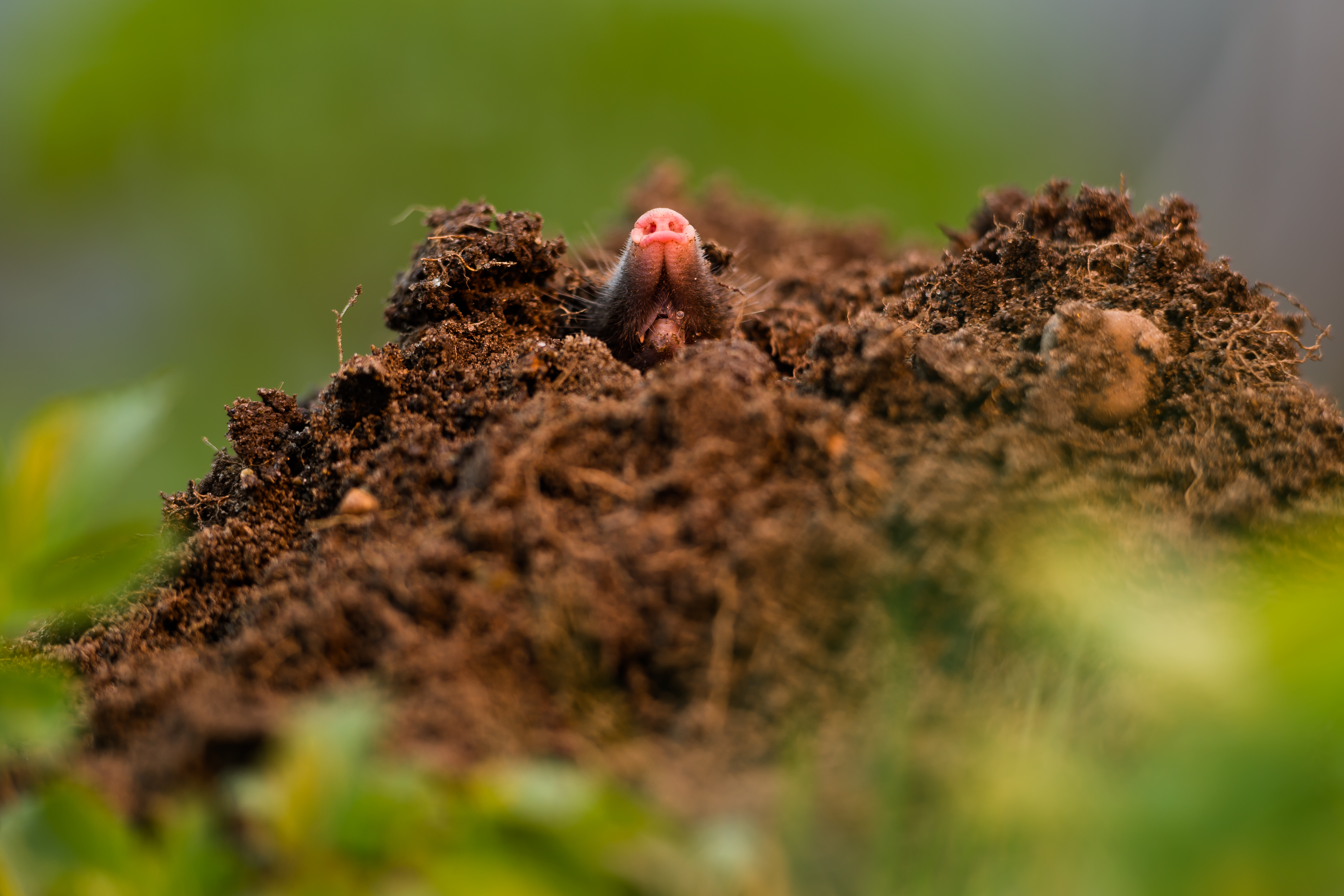 What Causes Moles in a House? | eHow