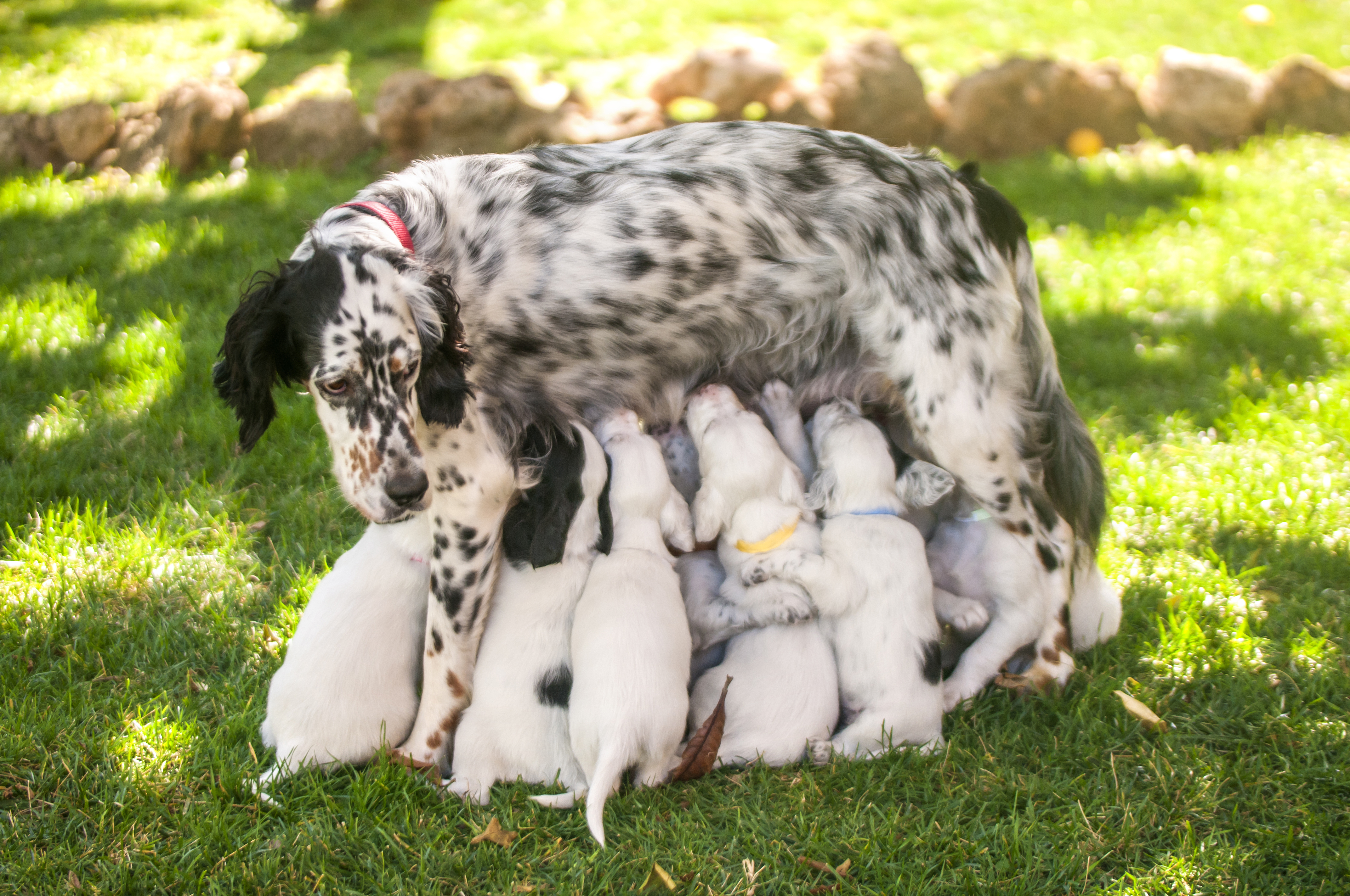 how do you know when a dog has finished giving birth