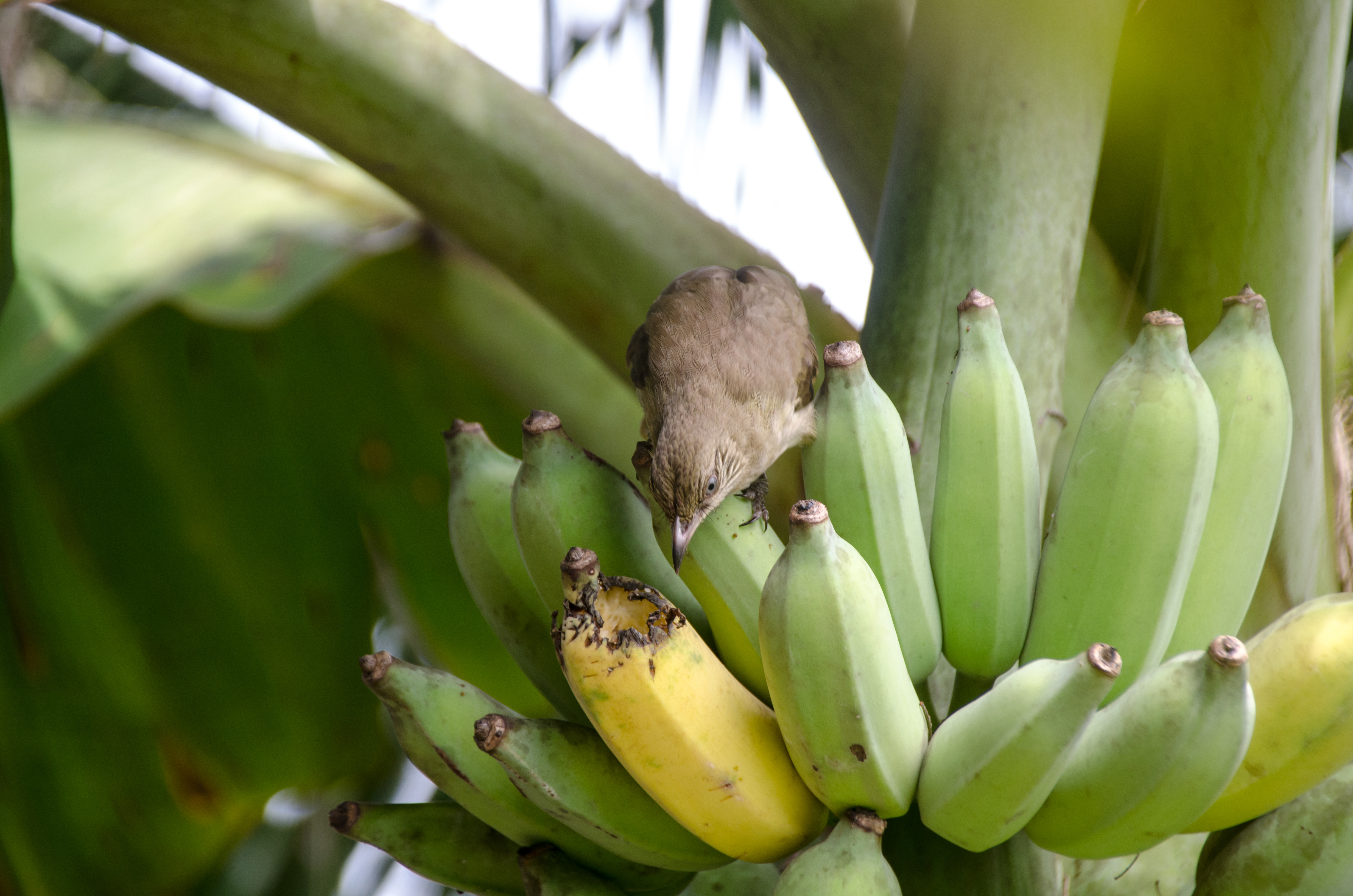 How Long Does it Take for a Banana Flower to Become a Fruit? | Hunker