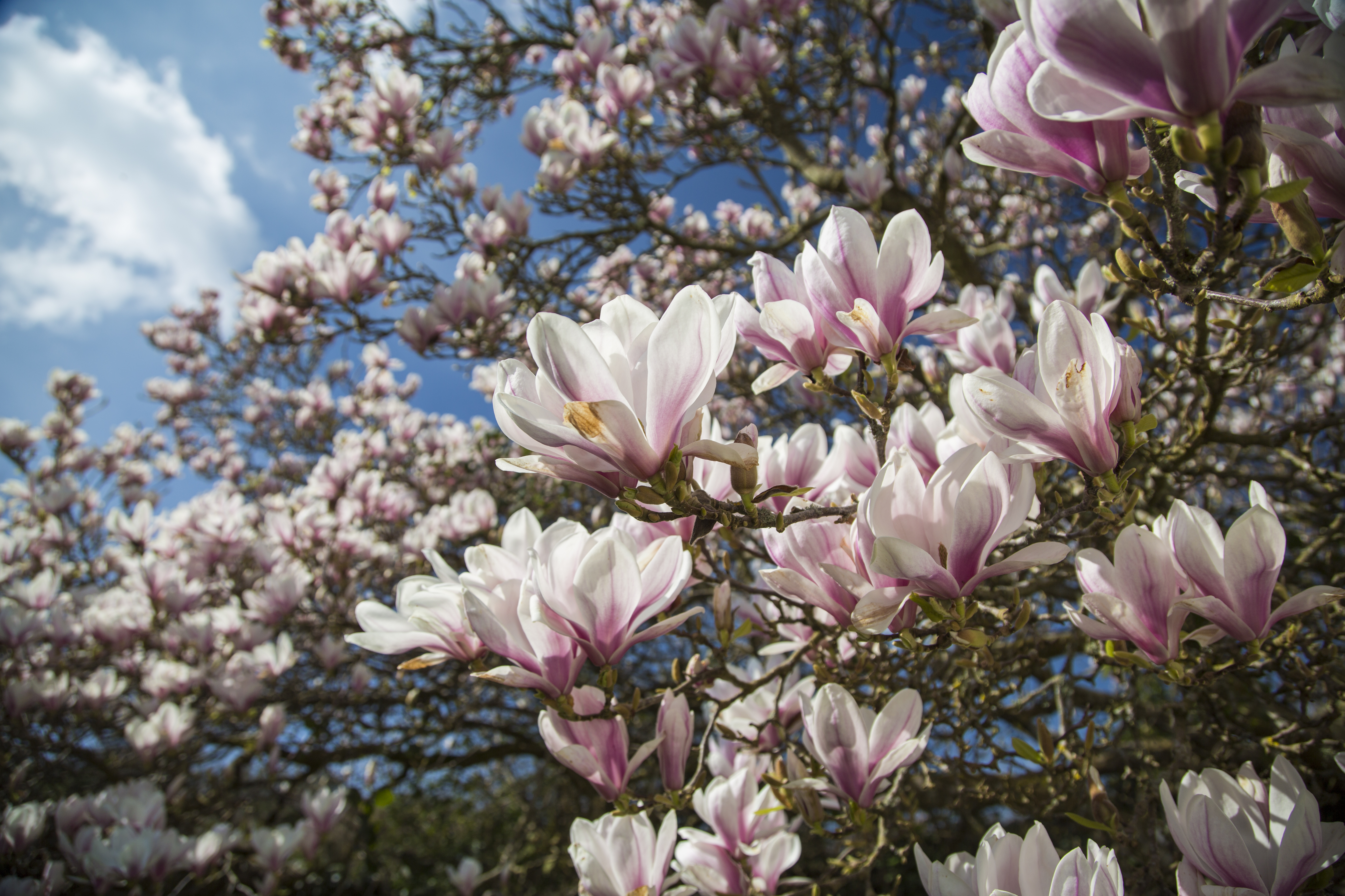 are magnolia trees safe for dogs