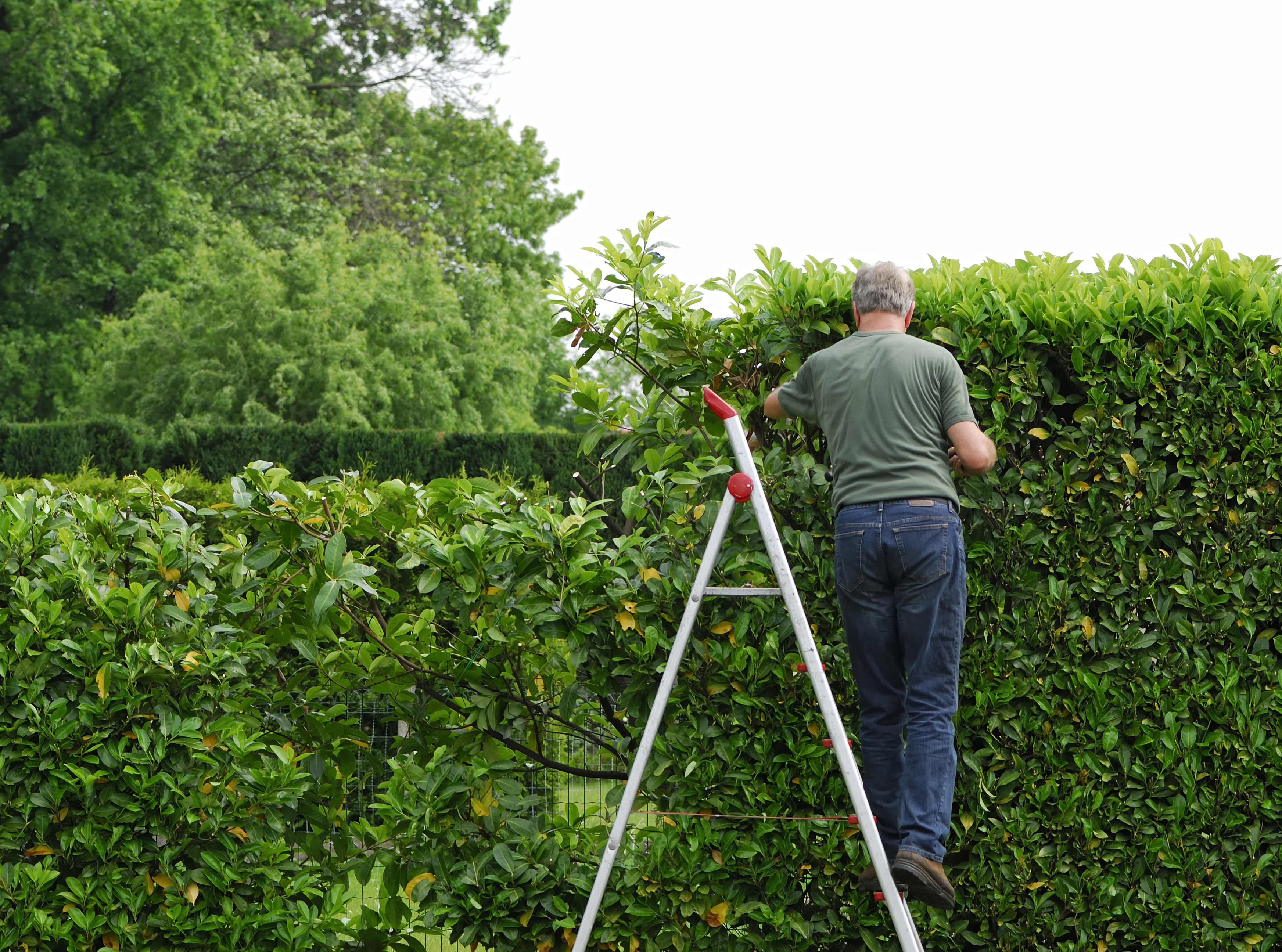 How To Propagate Laurel Cuttings Hunker