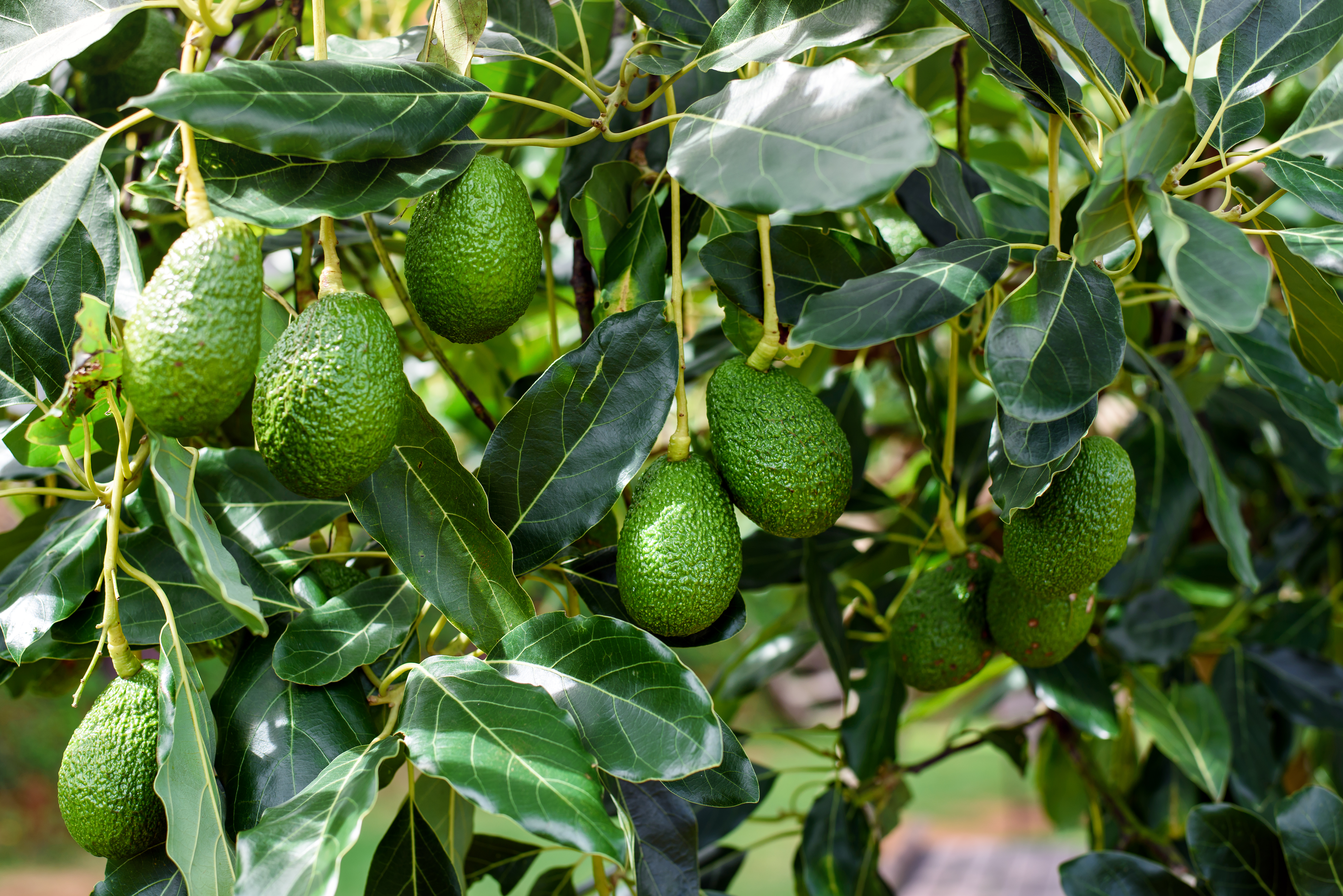 Why my avocado tree does not bear fruit