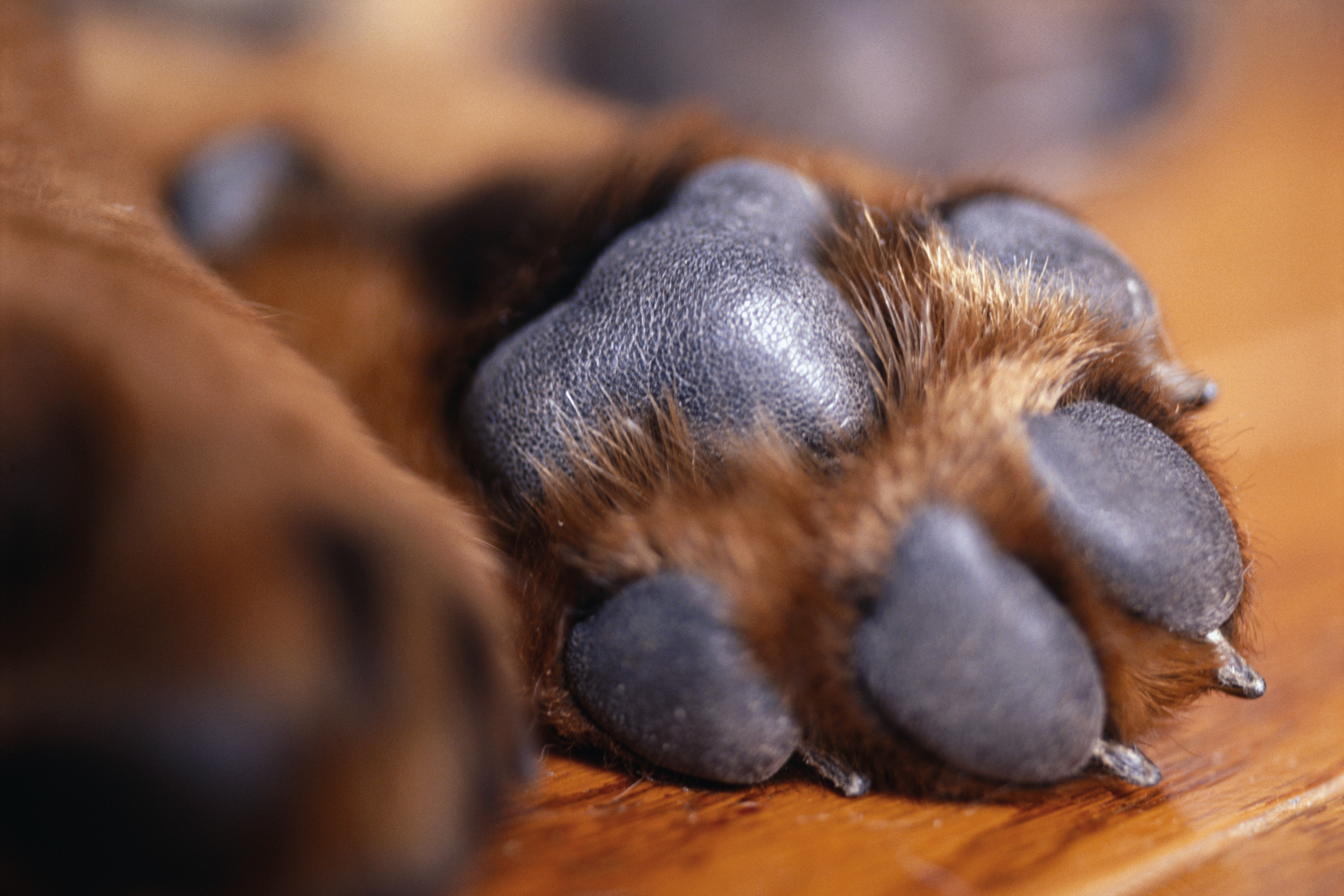 can you stitch a dogs paw pad