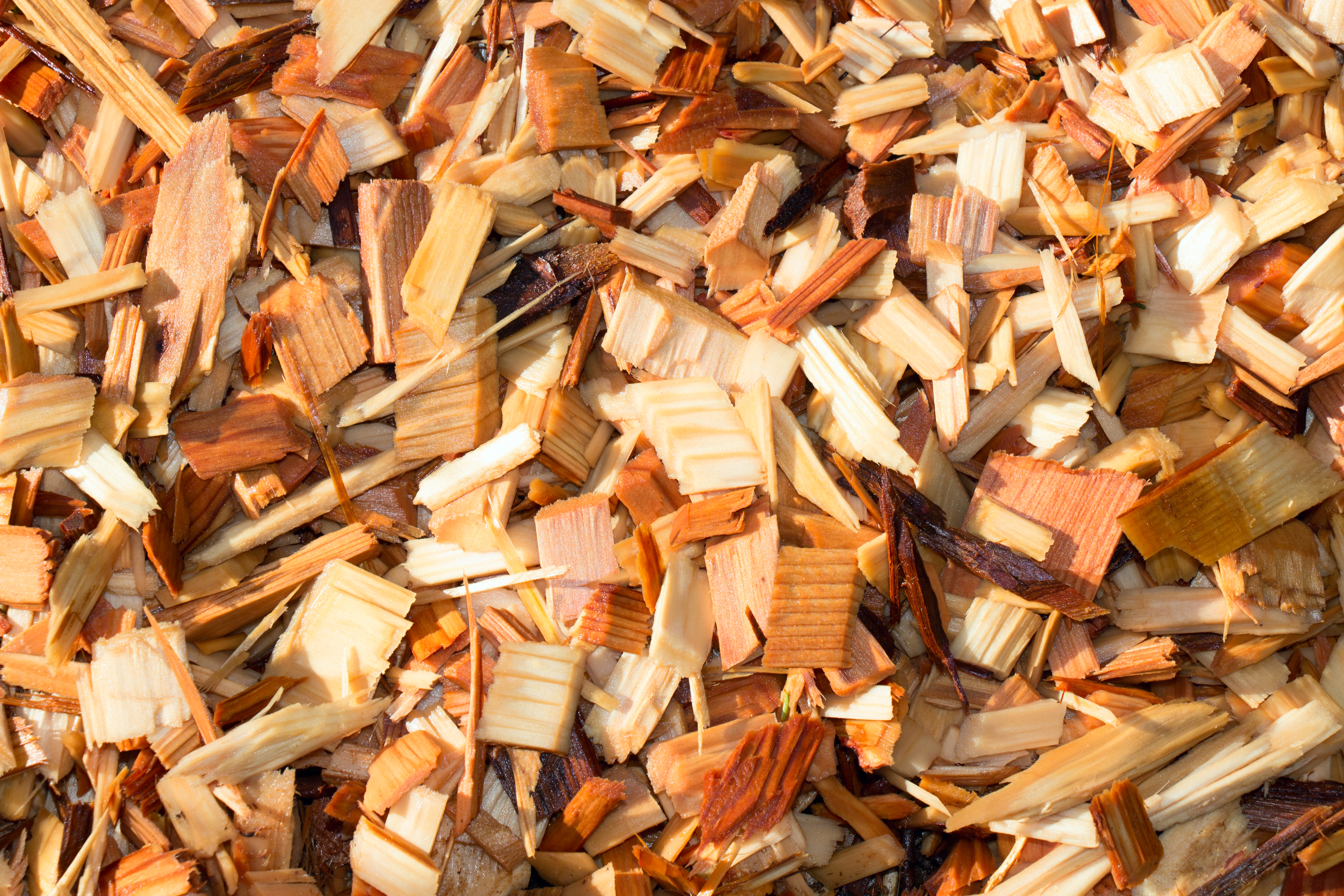 are cedar wood chips bad for dogs