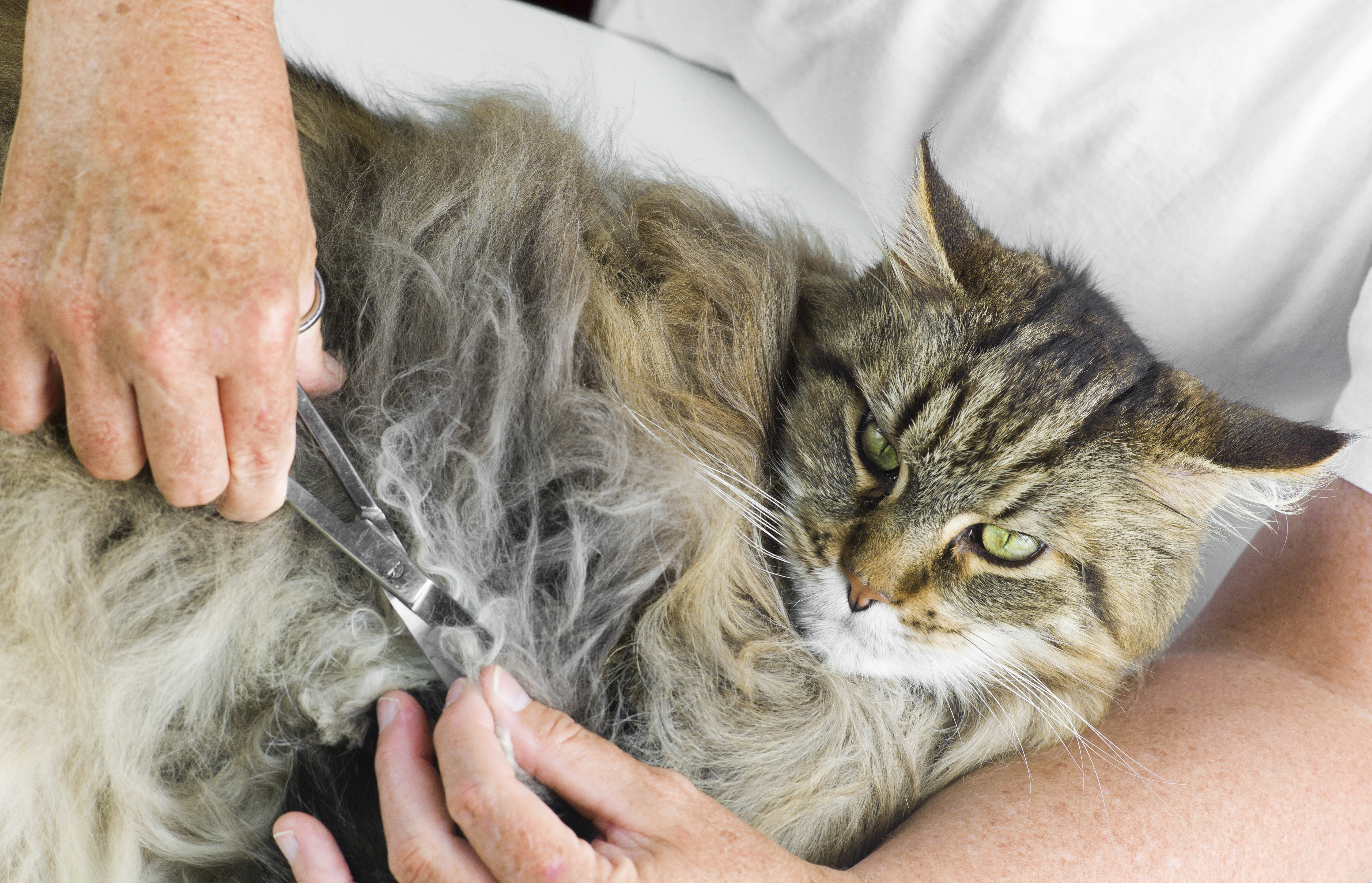 How to Shave a Matted Cat | Cuteness How to Shave a Matted Cat | Cuteness