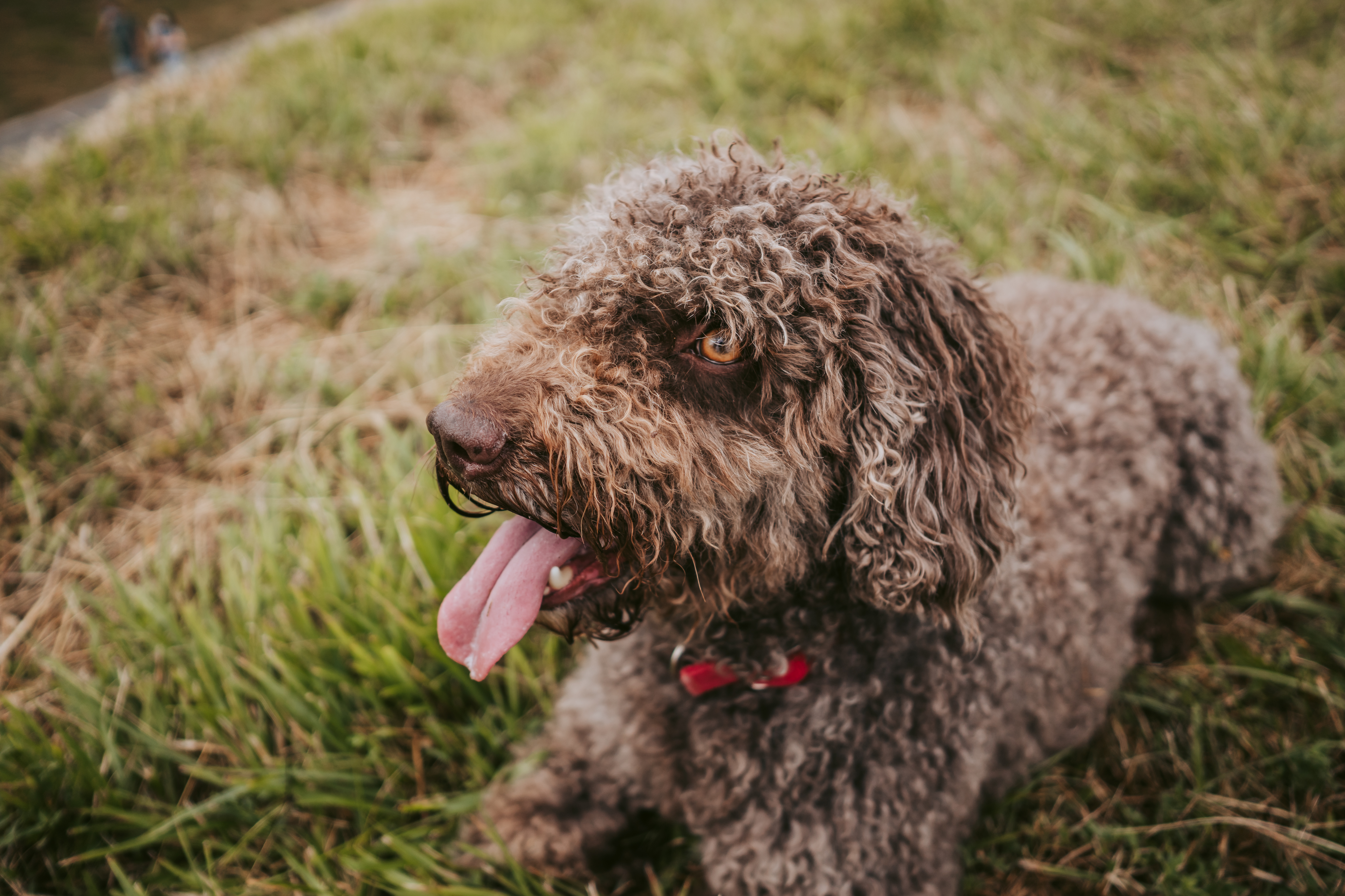 is a barbet a good family dog