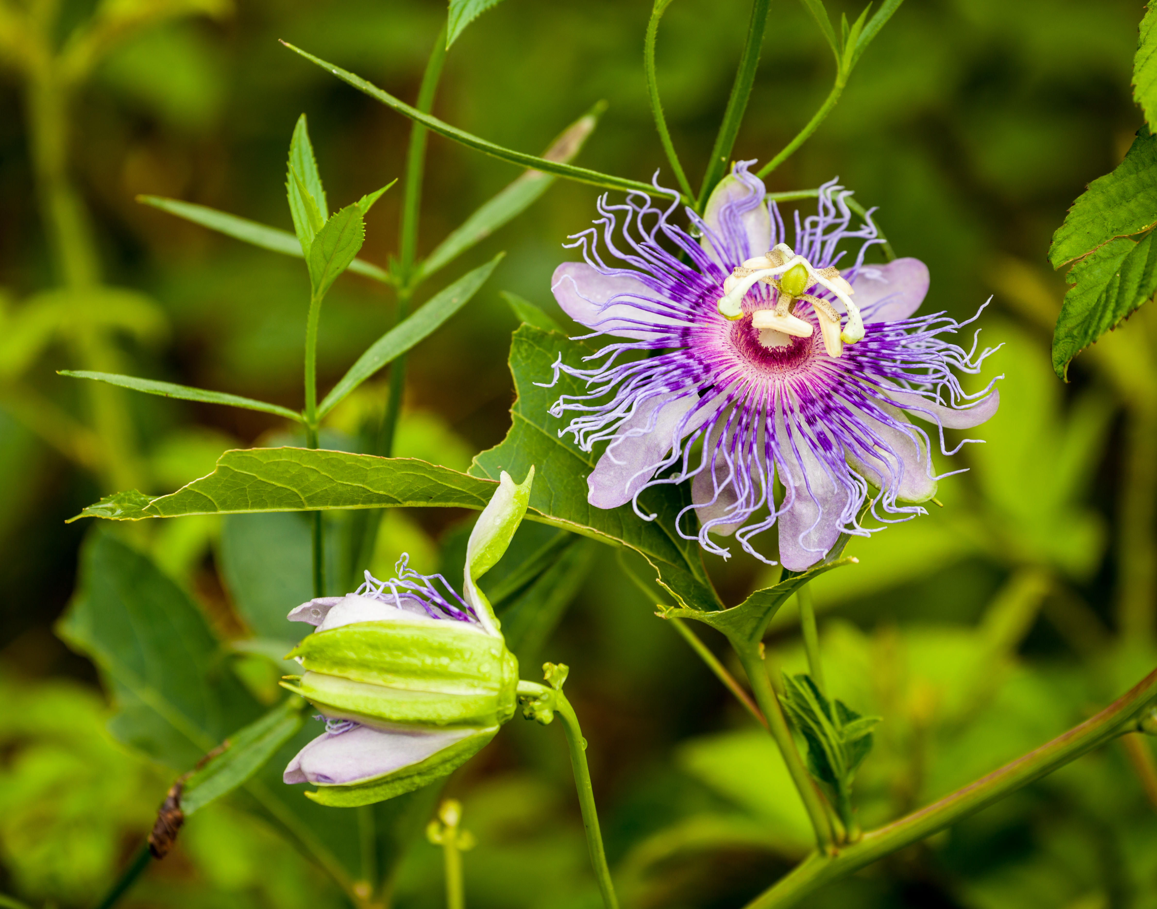 is jasmine vine toxic to dogs