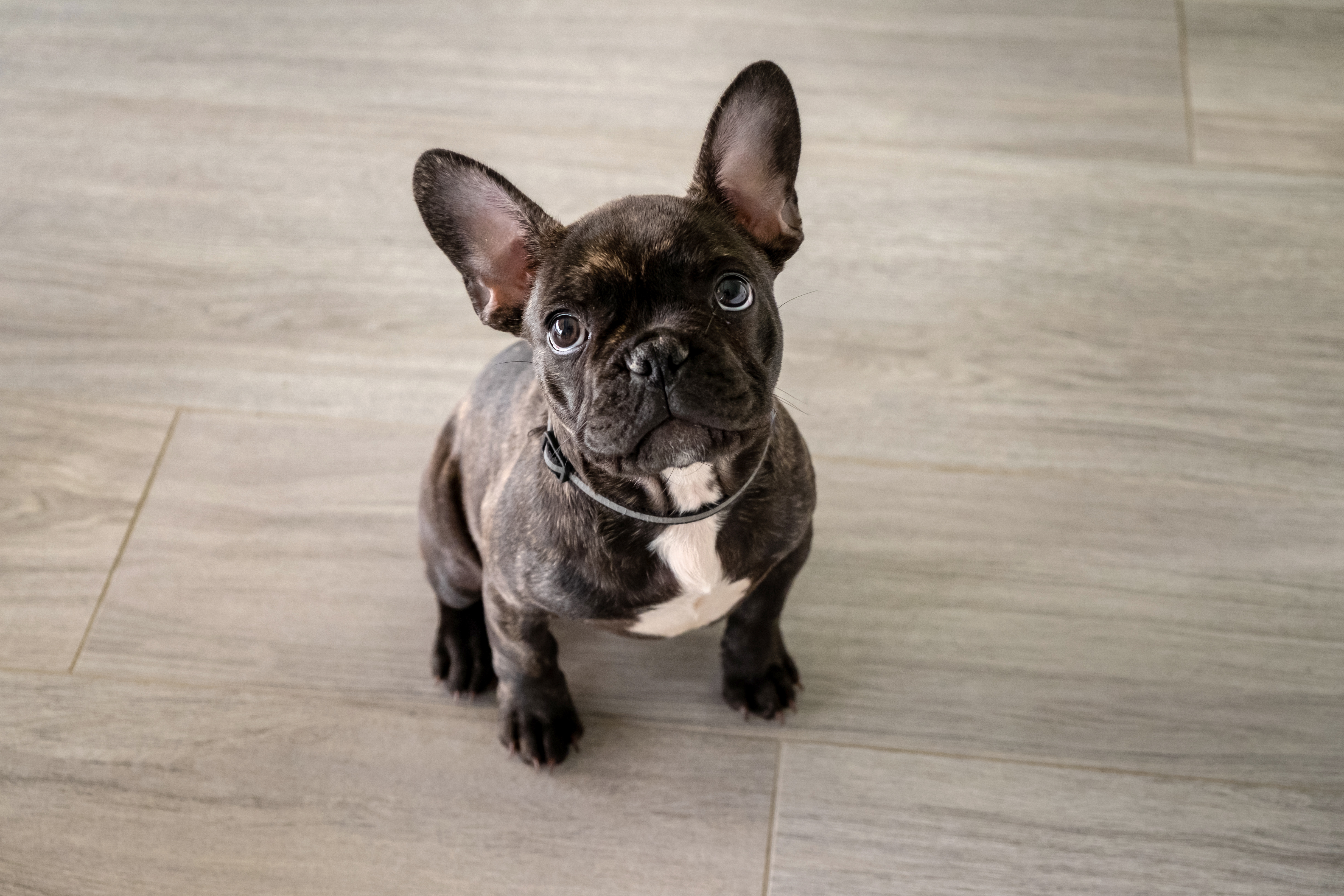 what causes loose stools in puppies