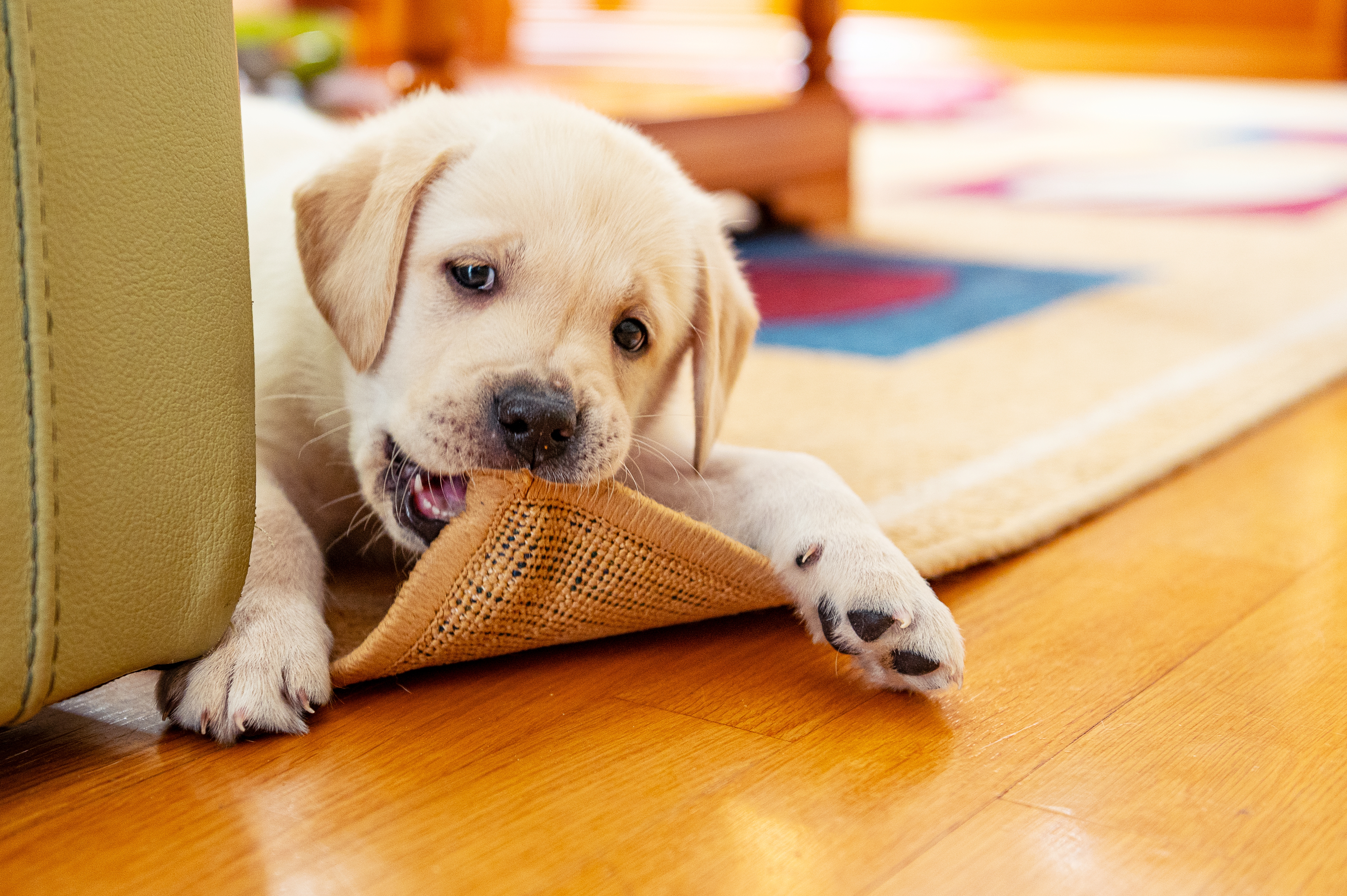 what can you put on furniture to keep dogs from chewing