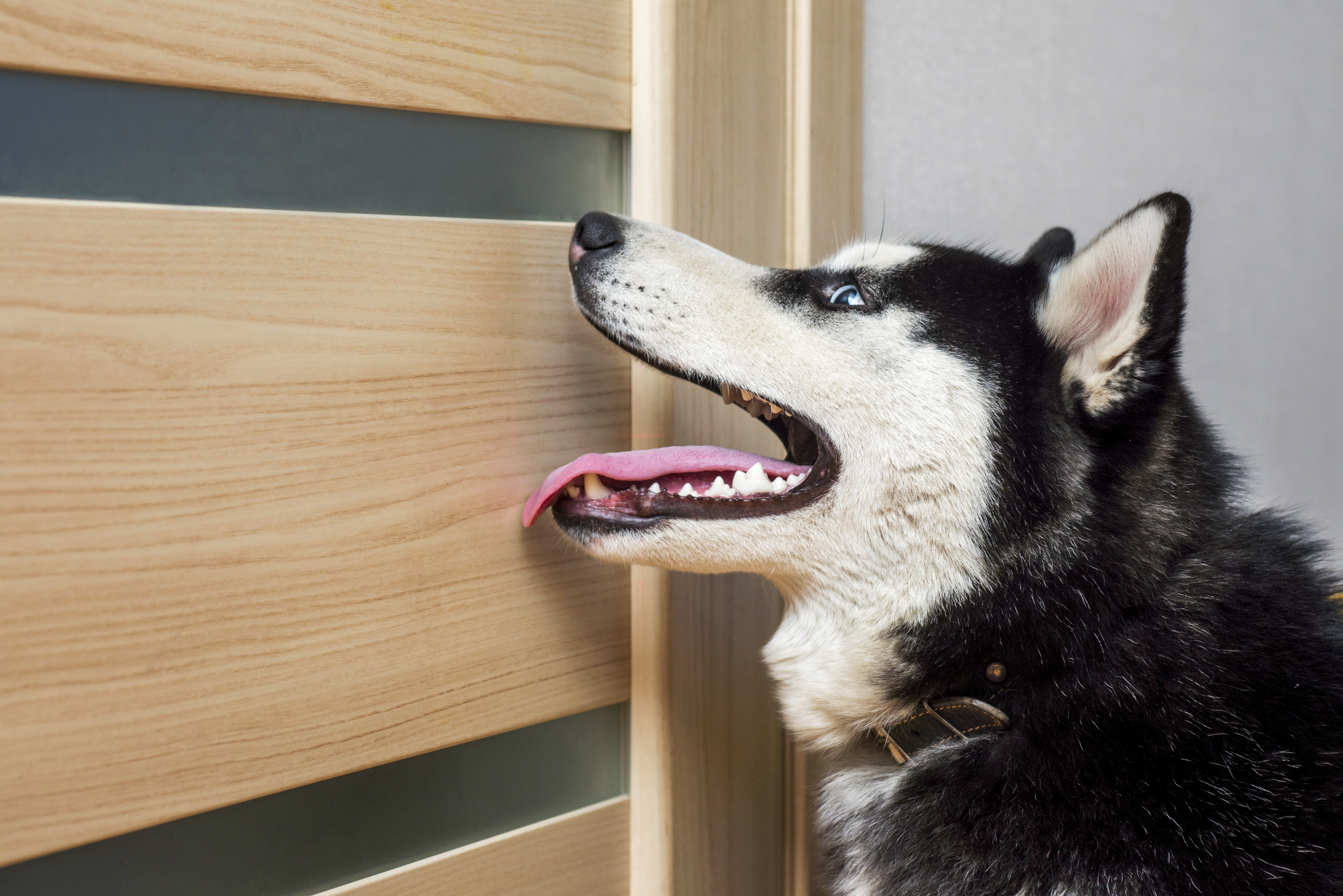 how do you fix dog scratches on a wood door