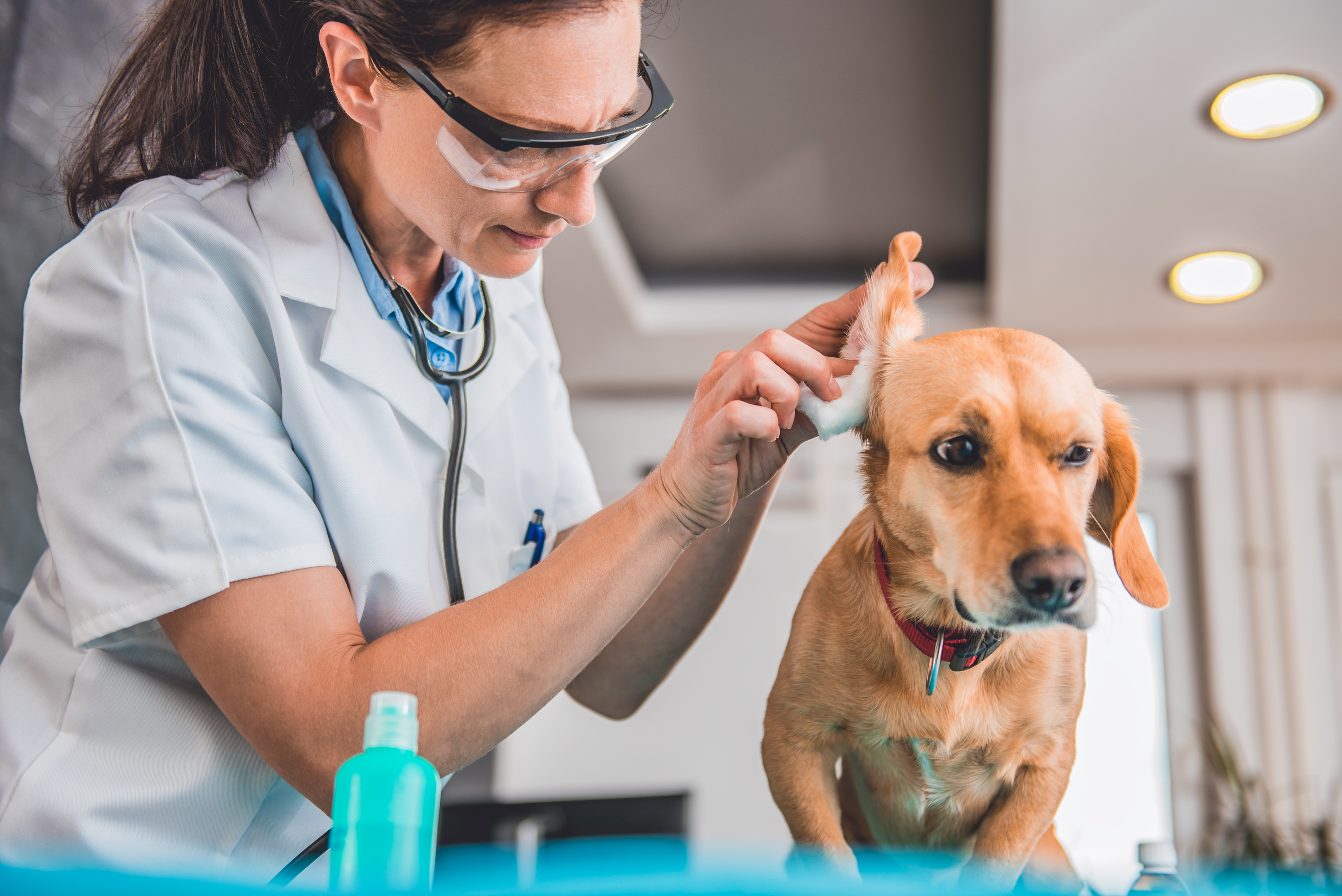 can dogs take oral antibiotics for ear infections