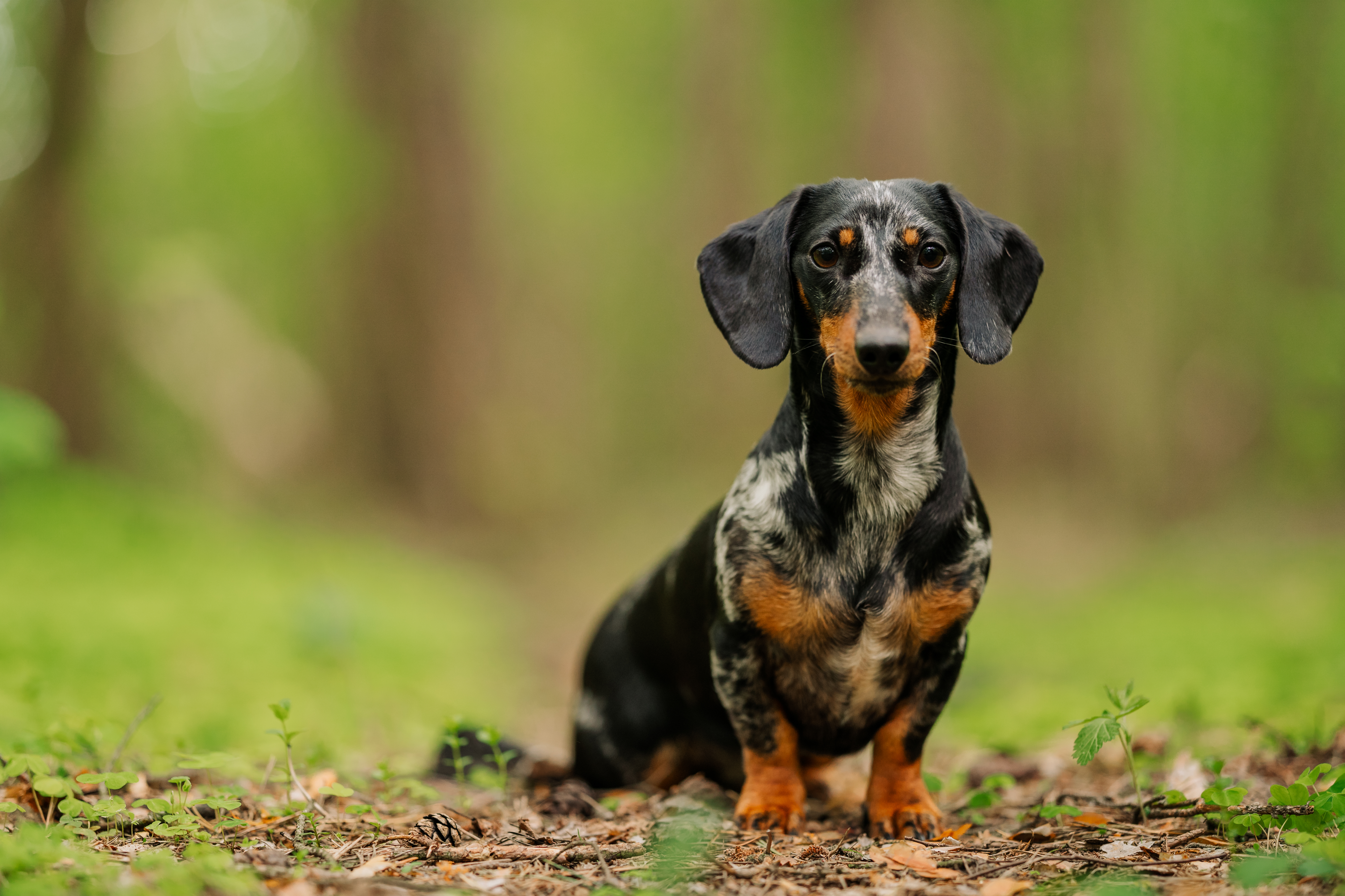 What Is the Difference Between a Kaninchen & a Miniature Dachshund? |  Cuteness