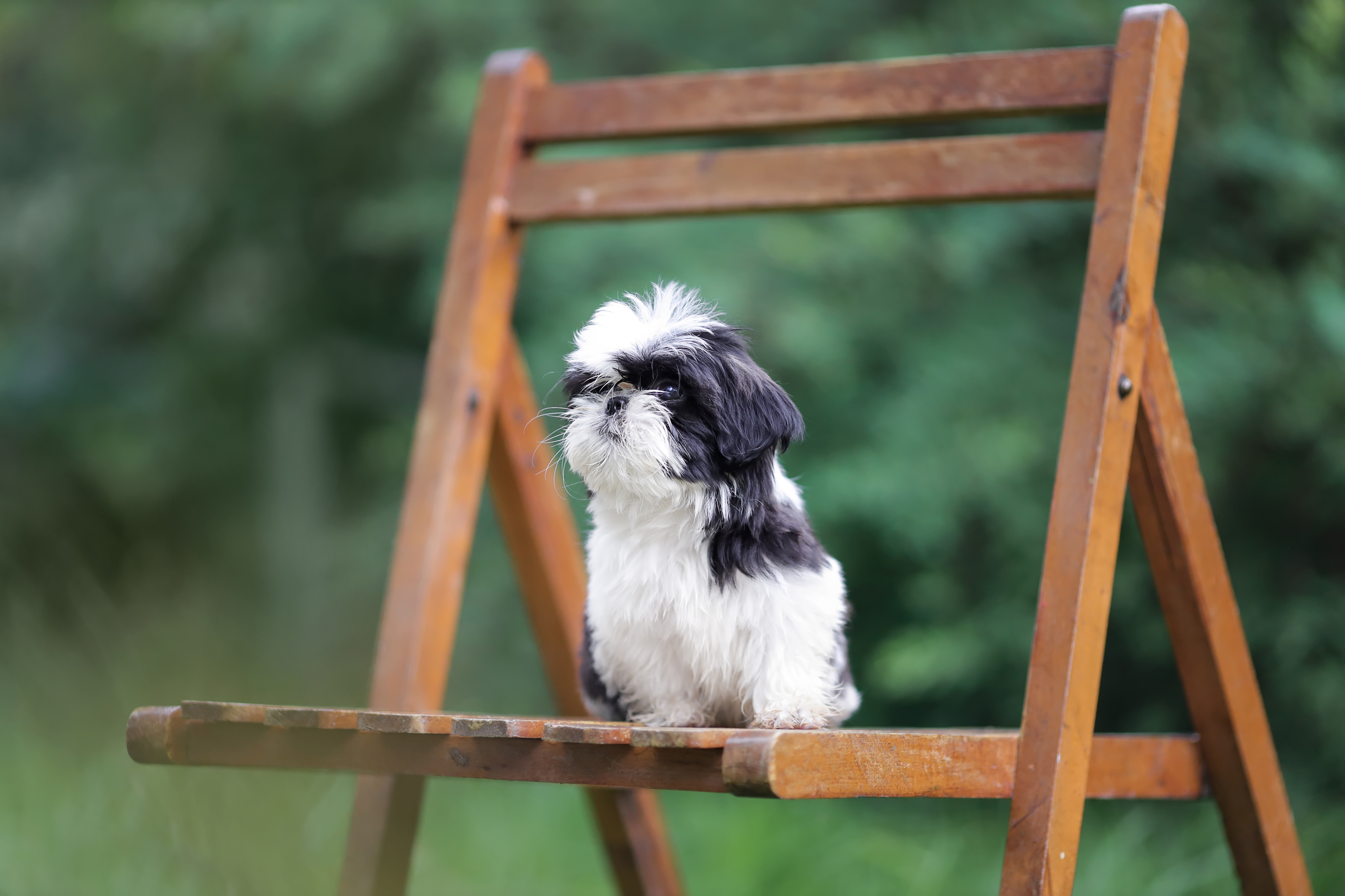 how can you tell if your shih tzu is pregnant