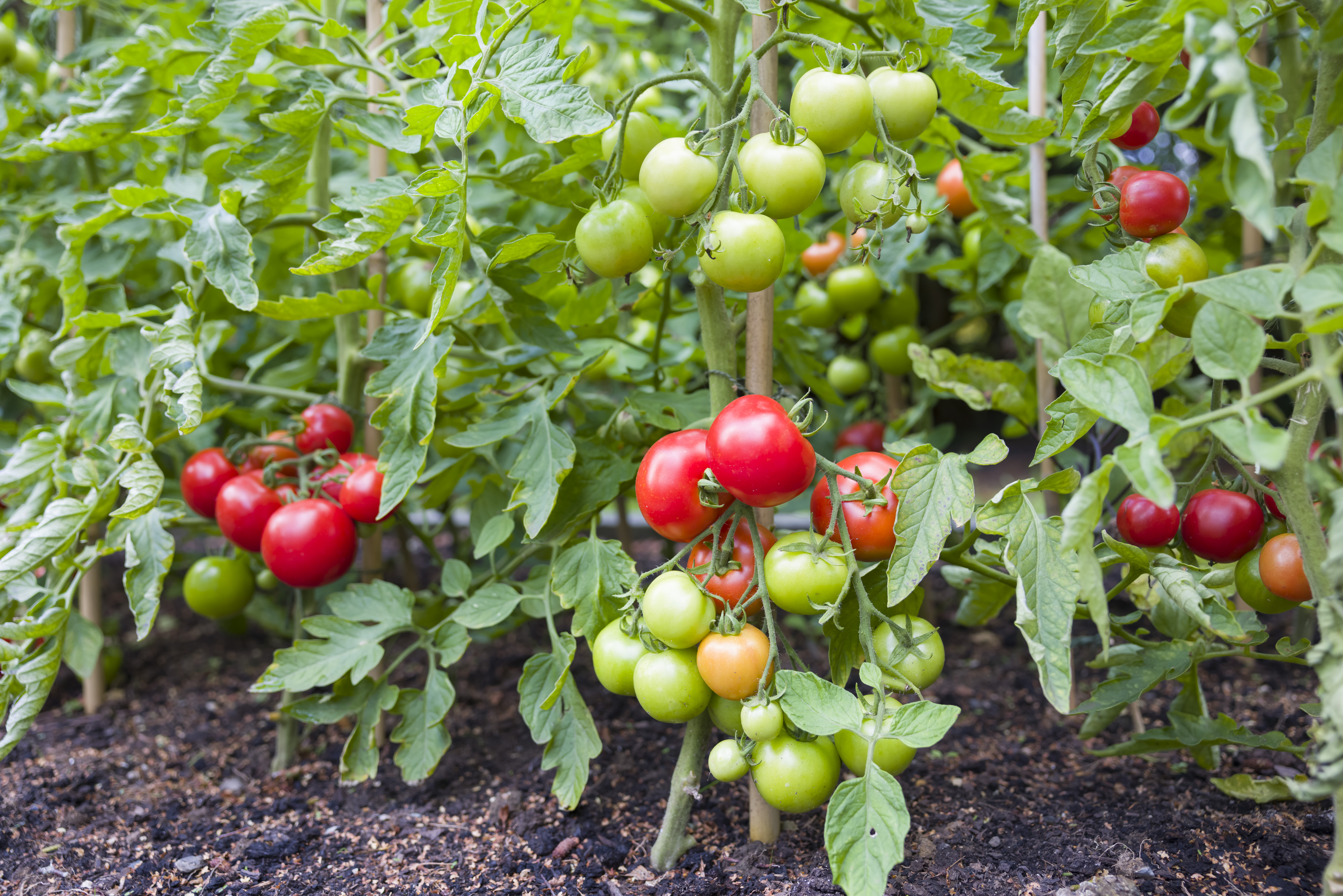 Tomato Plant Collection A | 3 x 6cm Potted Tomato Plants