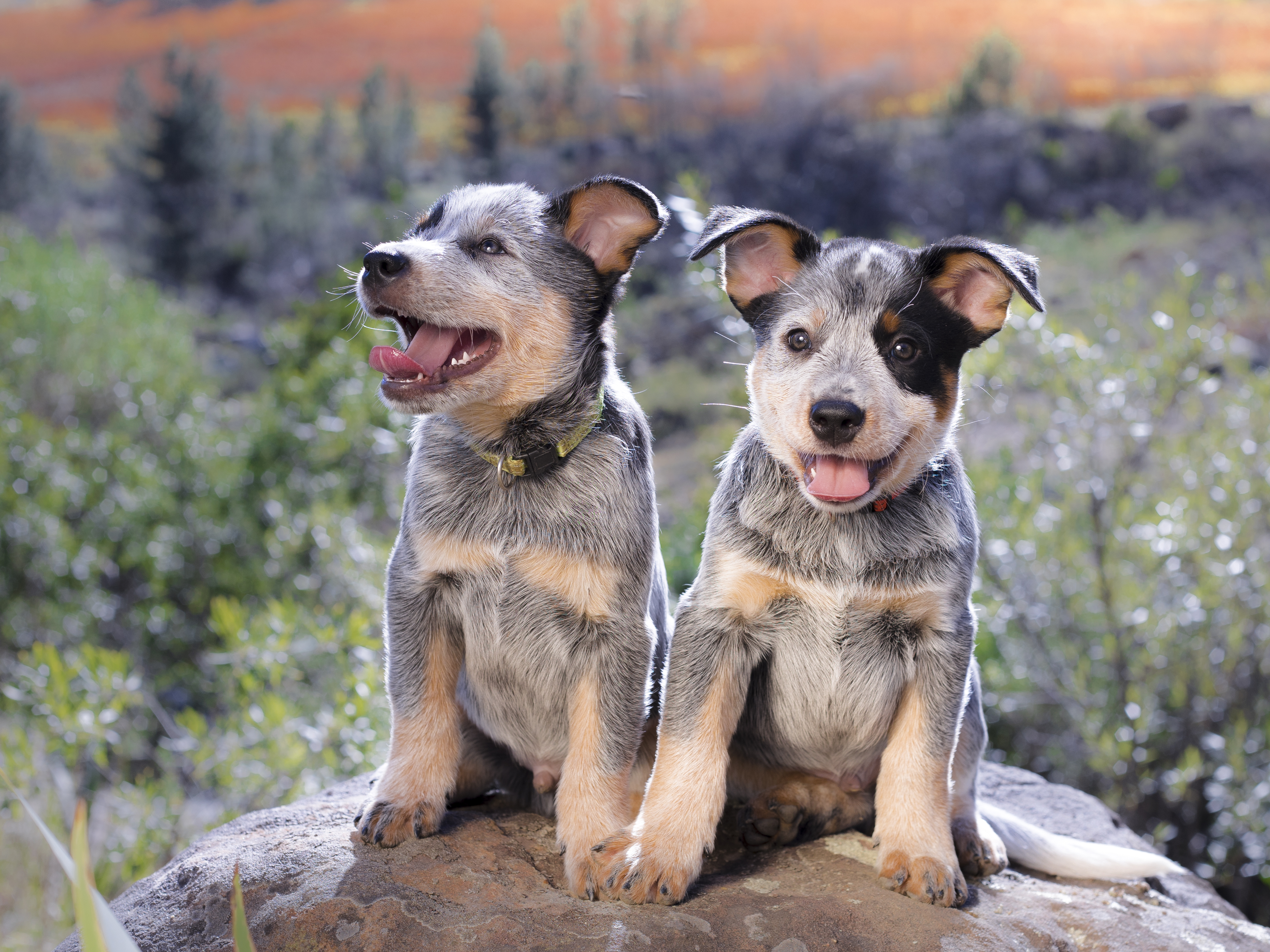 are cattle dogs hard to train