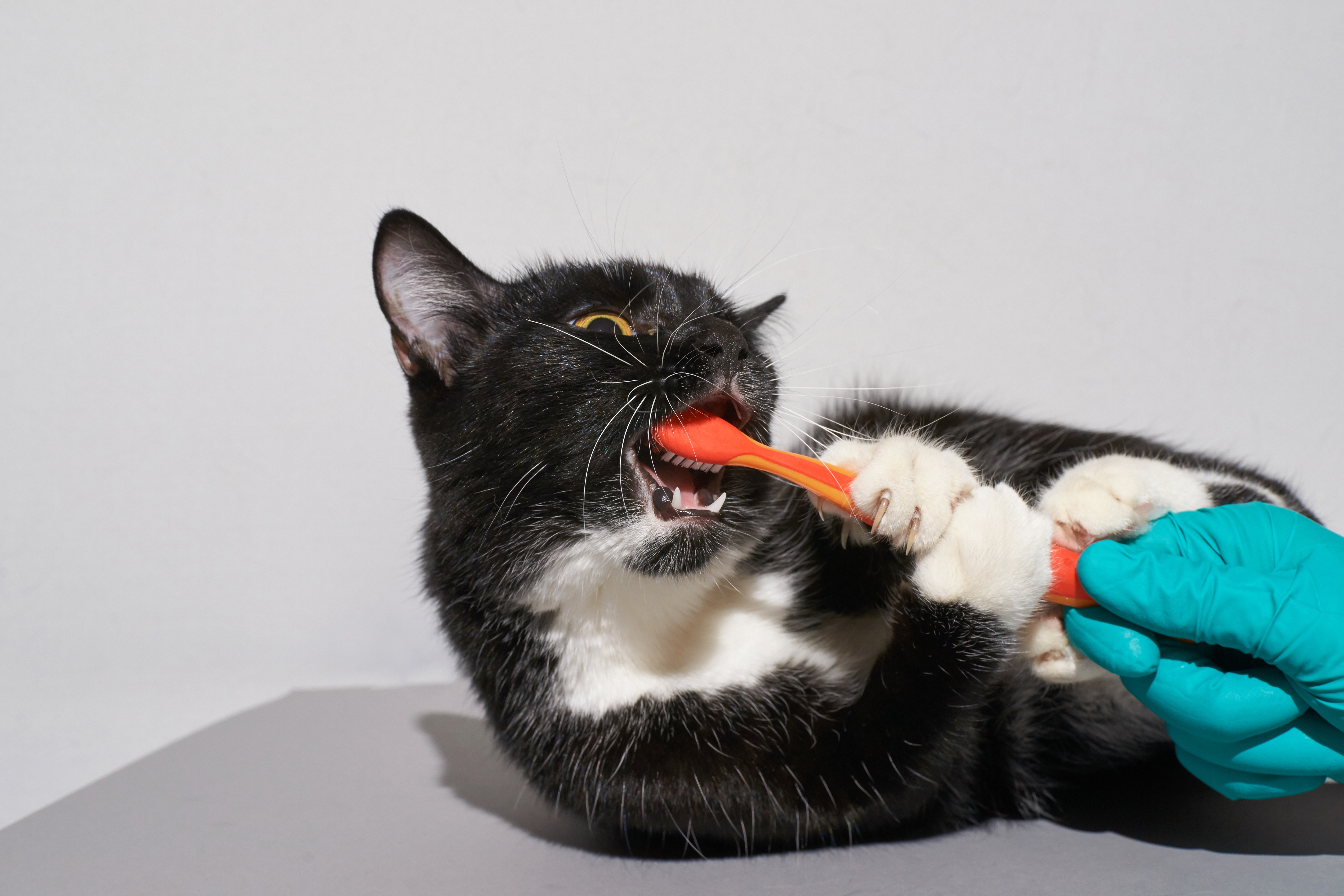 can i use regular toothpaste on my cat