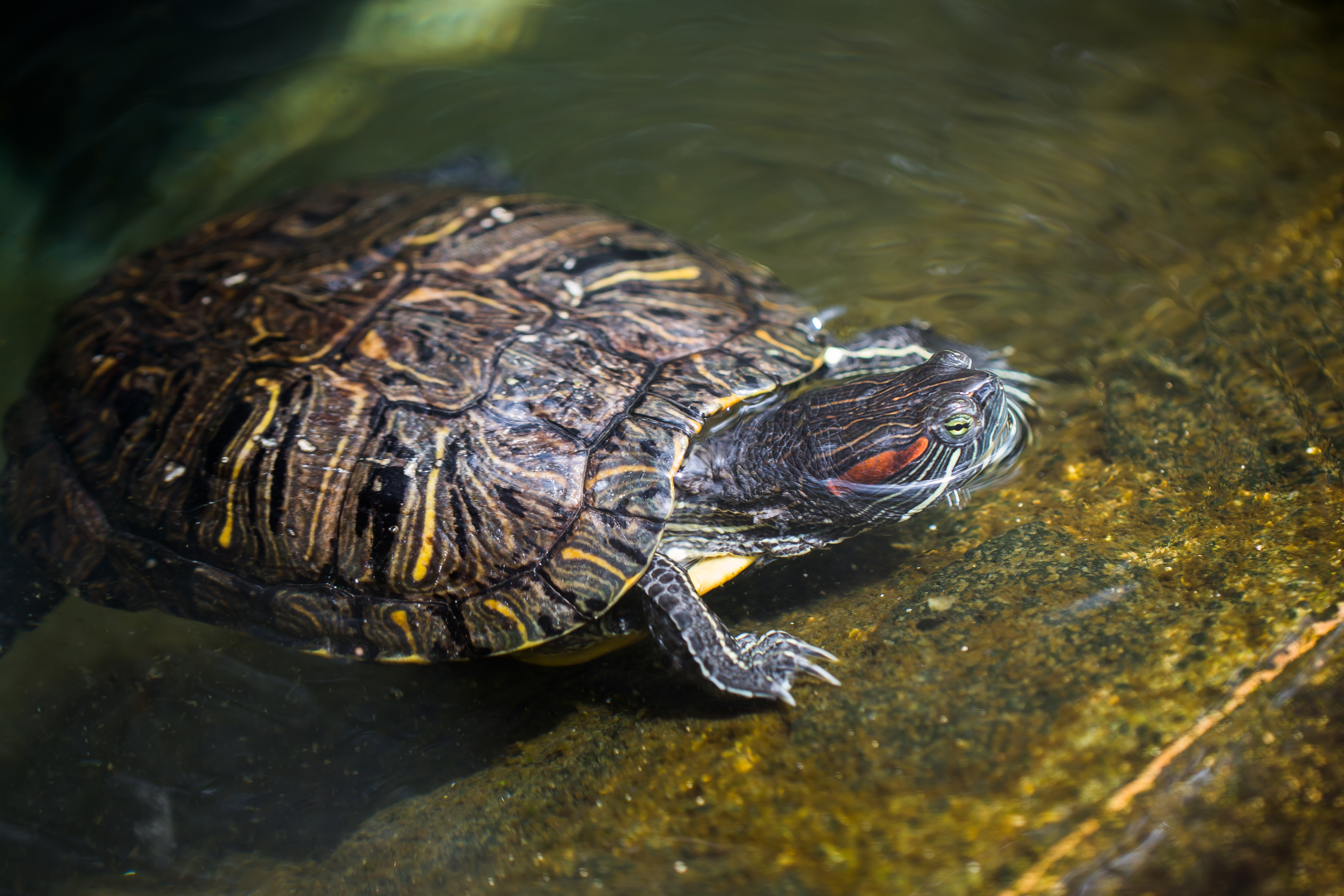 Do Red Eared Slider Turtles Shed Their Skin? 2