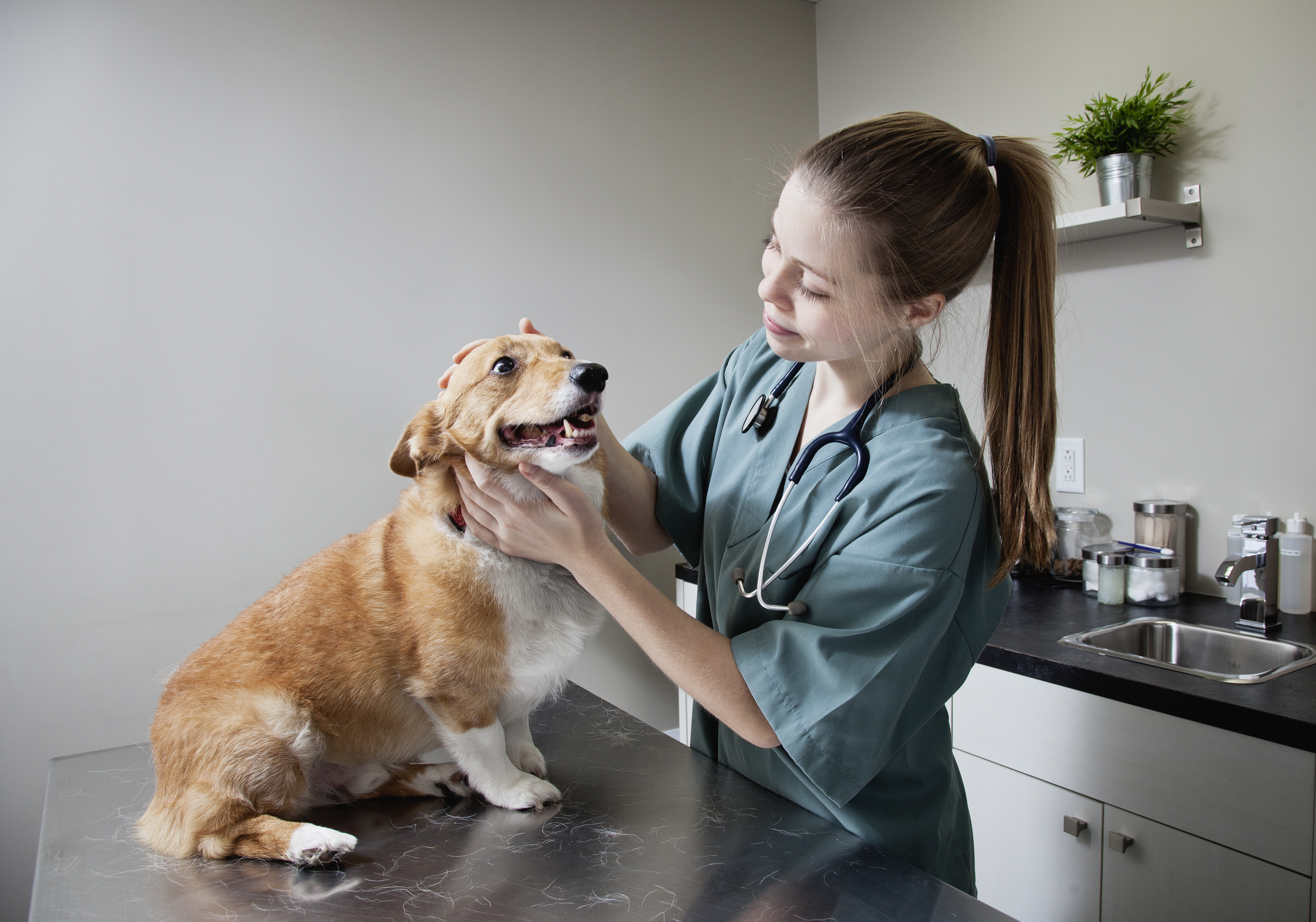 what is normal blood pressure range for dogs