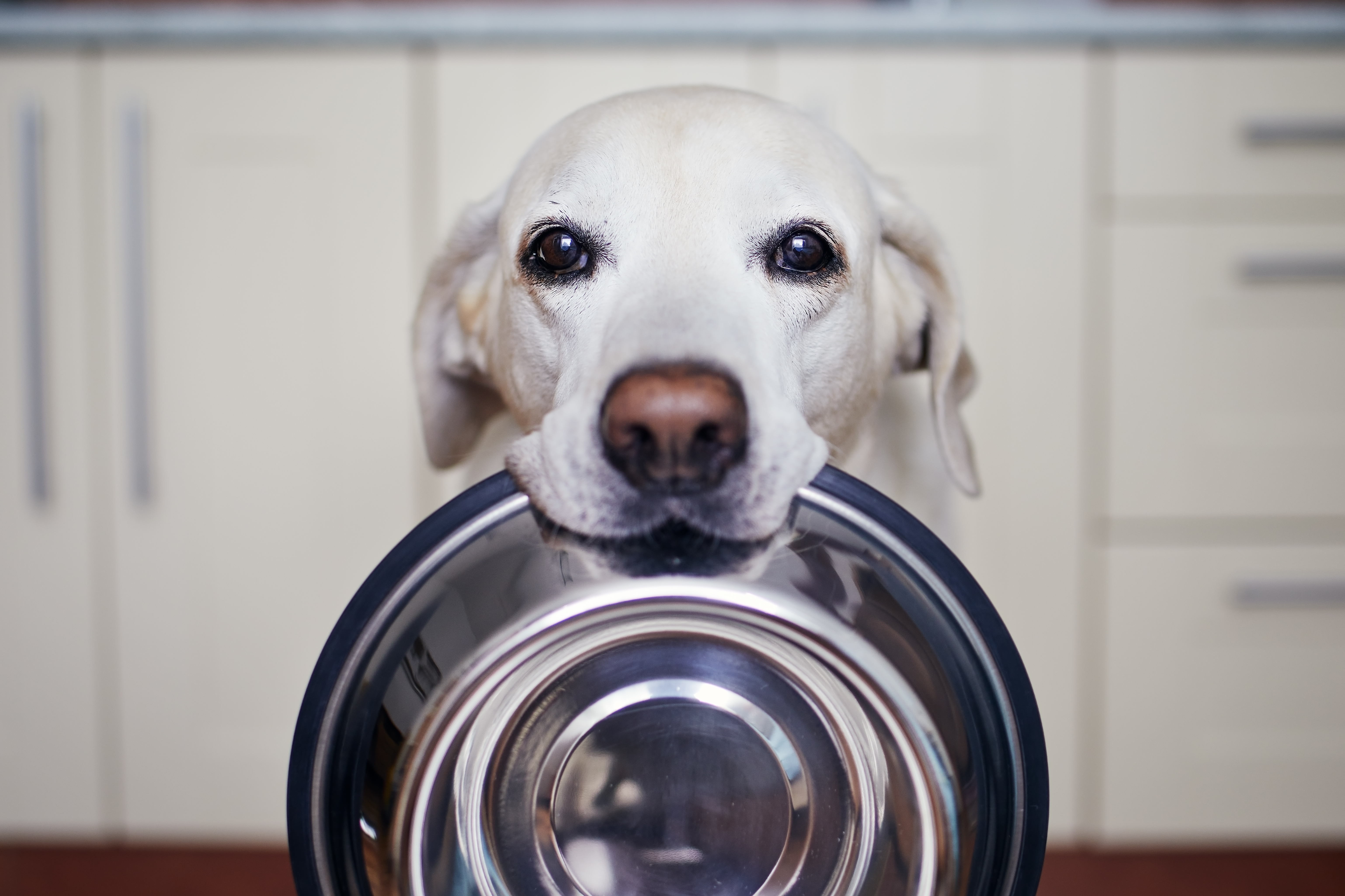 Dog be hungry. Миска для собак. Дегустатор собачьей еды. Dog be hungry. Корм для собак.