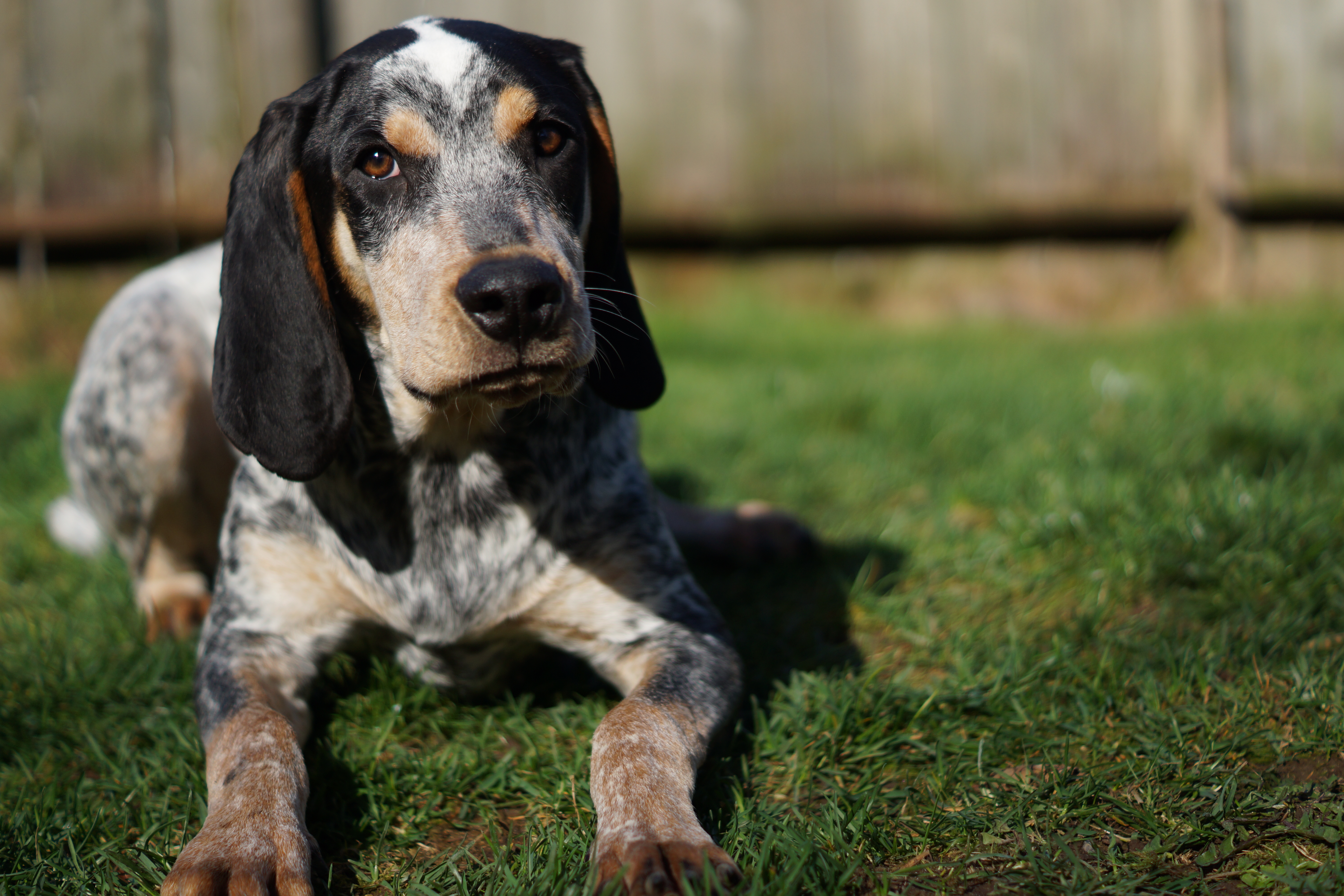 bluetick coonhound is ill with respiratory signs