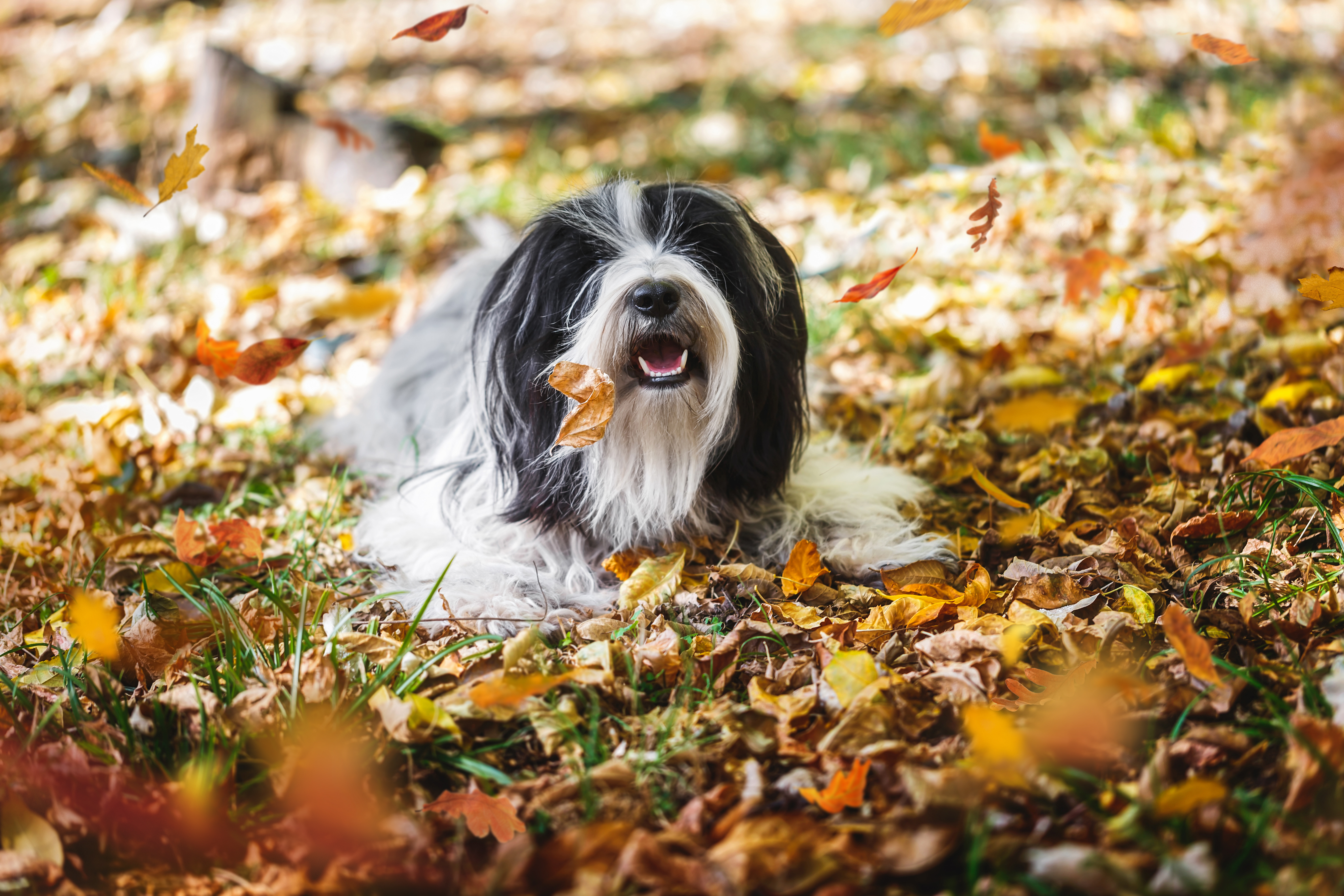 can you use hair detangler on dogs