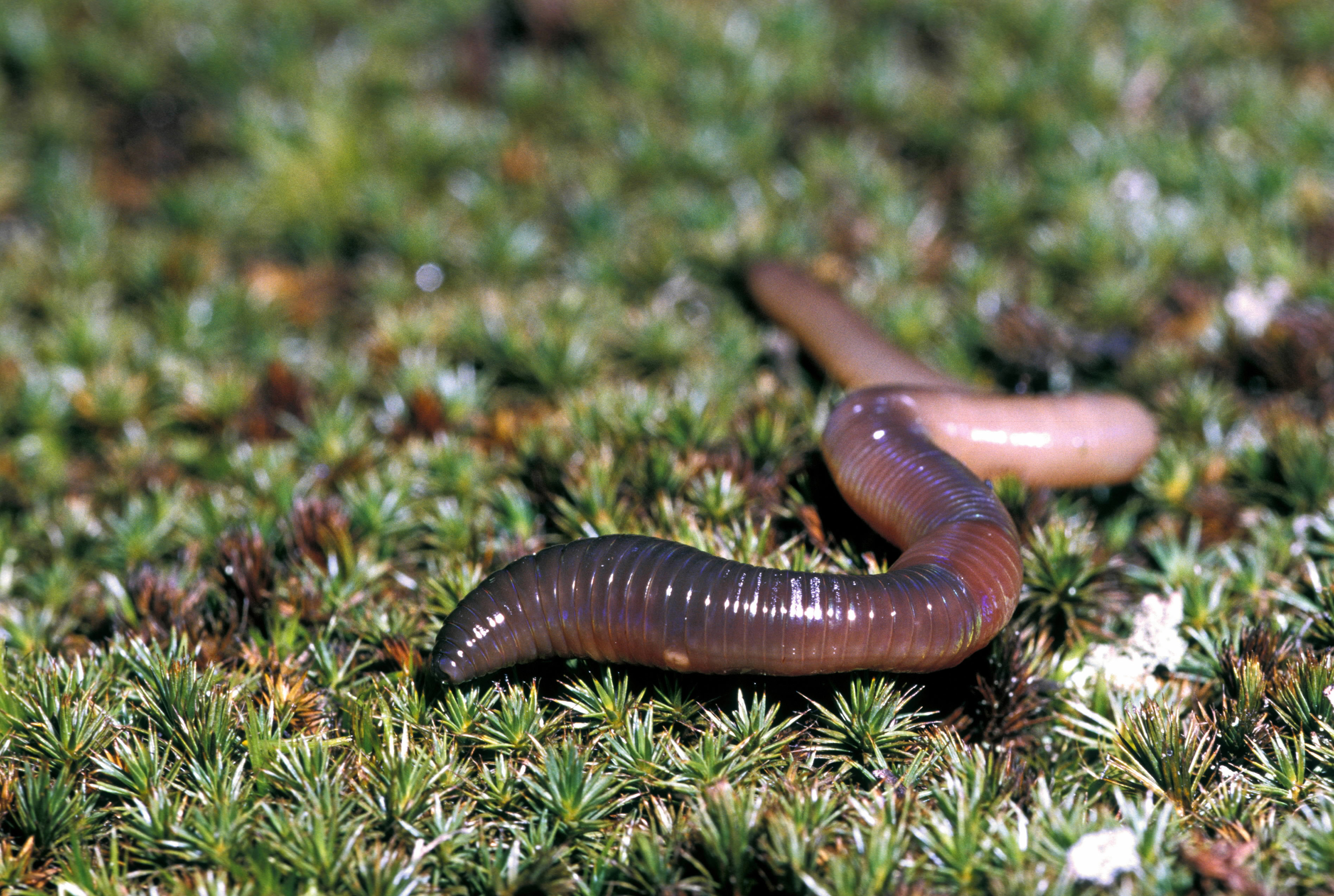 European Nightcrawlers: Benefits of Earthworms in the Garden — The Seed  Sage