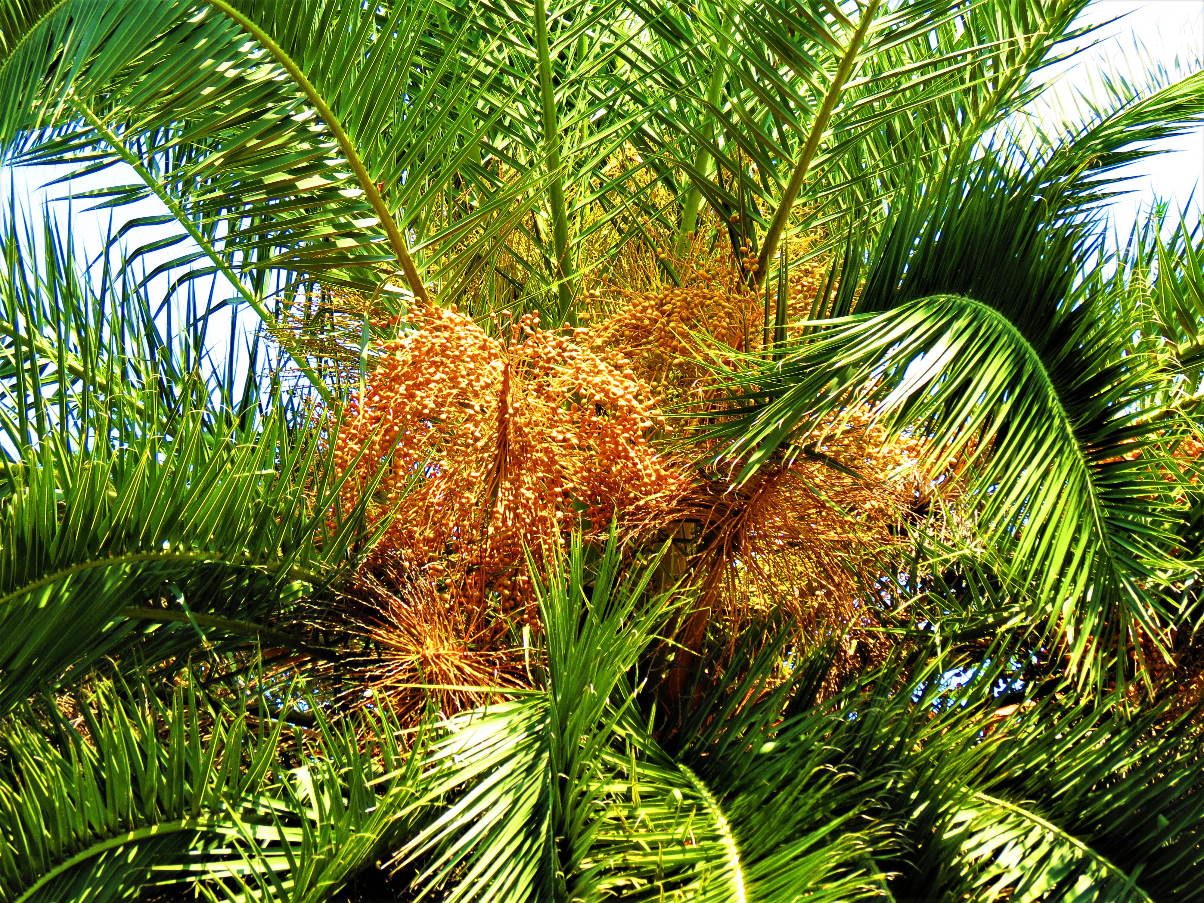 How to Revive a Dying Queen Palm Tree   Hunker