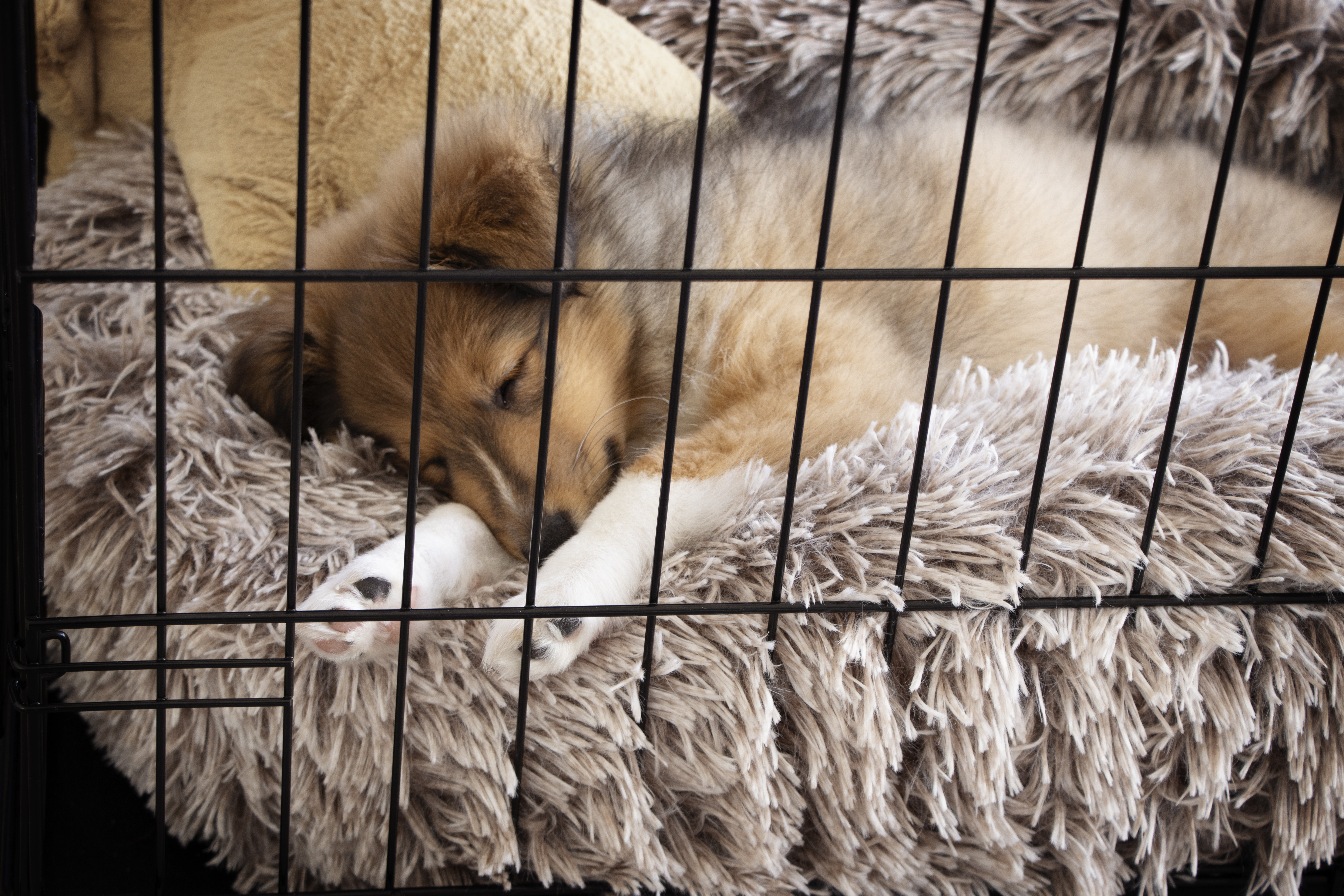 should you cover dog crate overnight