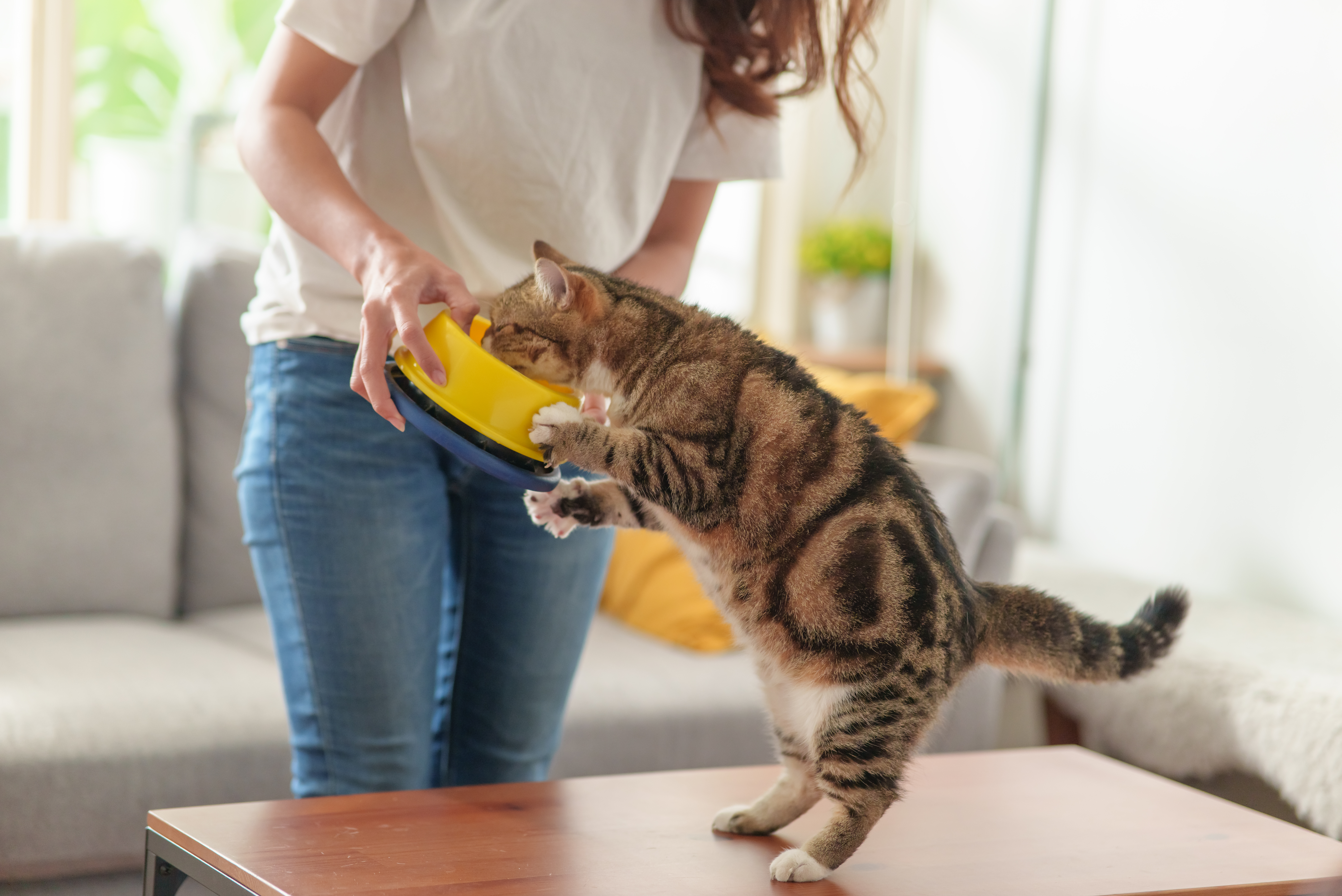 Gas in Cats: Signs, Causes and Treatment | Cuteness