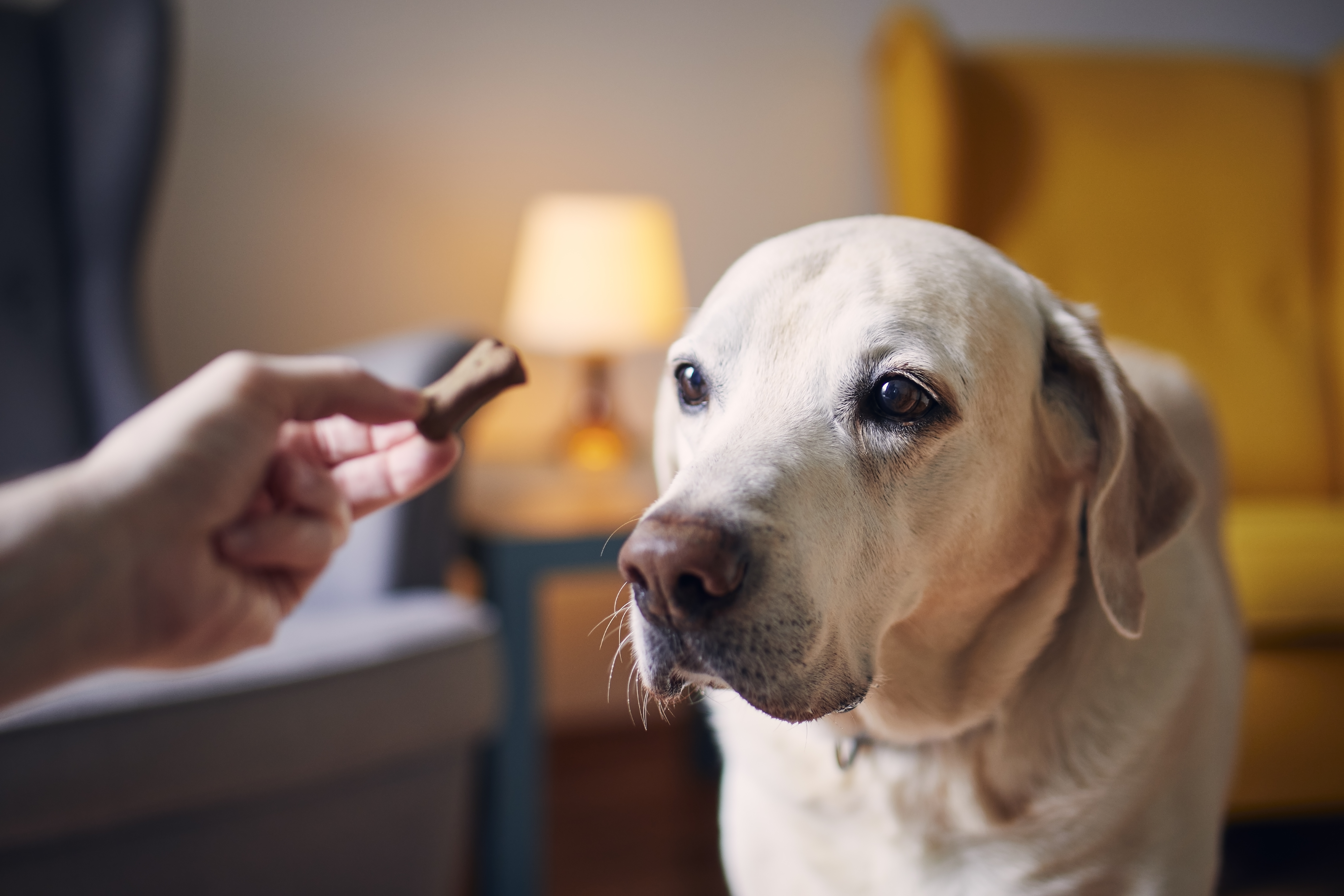 are pigs ears bad for dogs