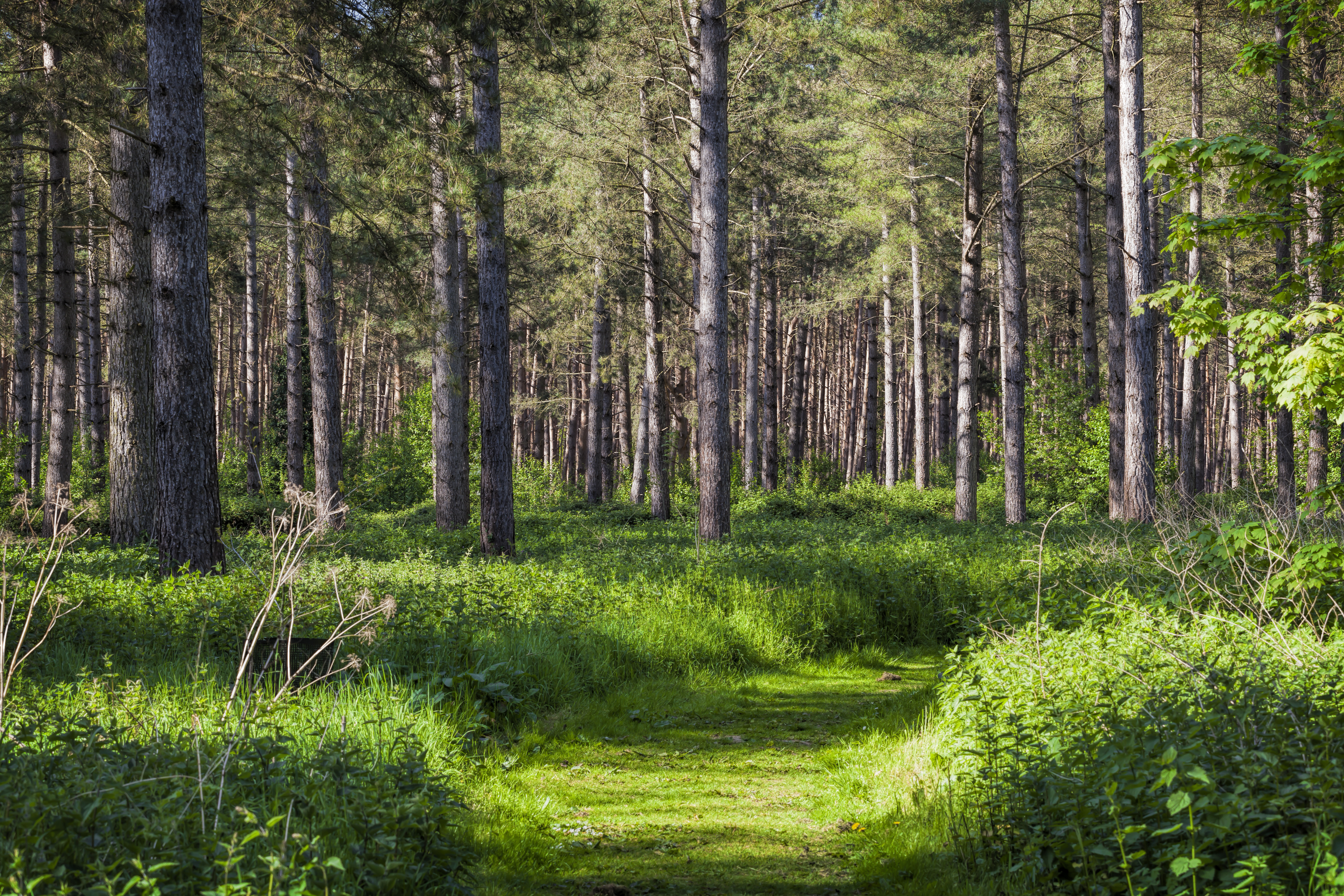 How To Care For Norfolk Pines Outdoors Hunker