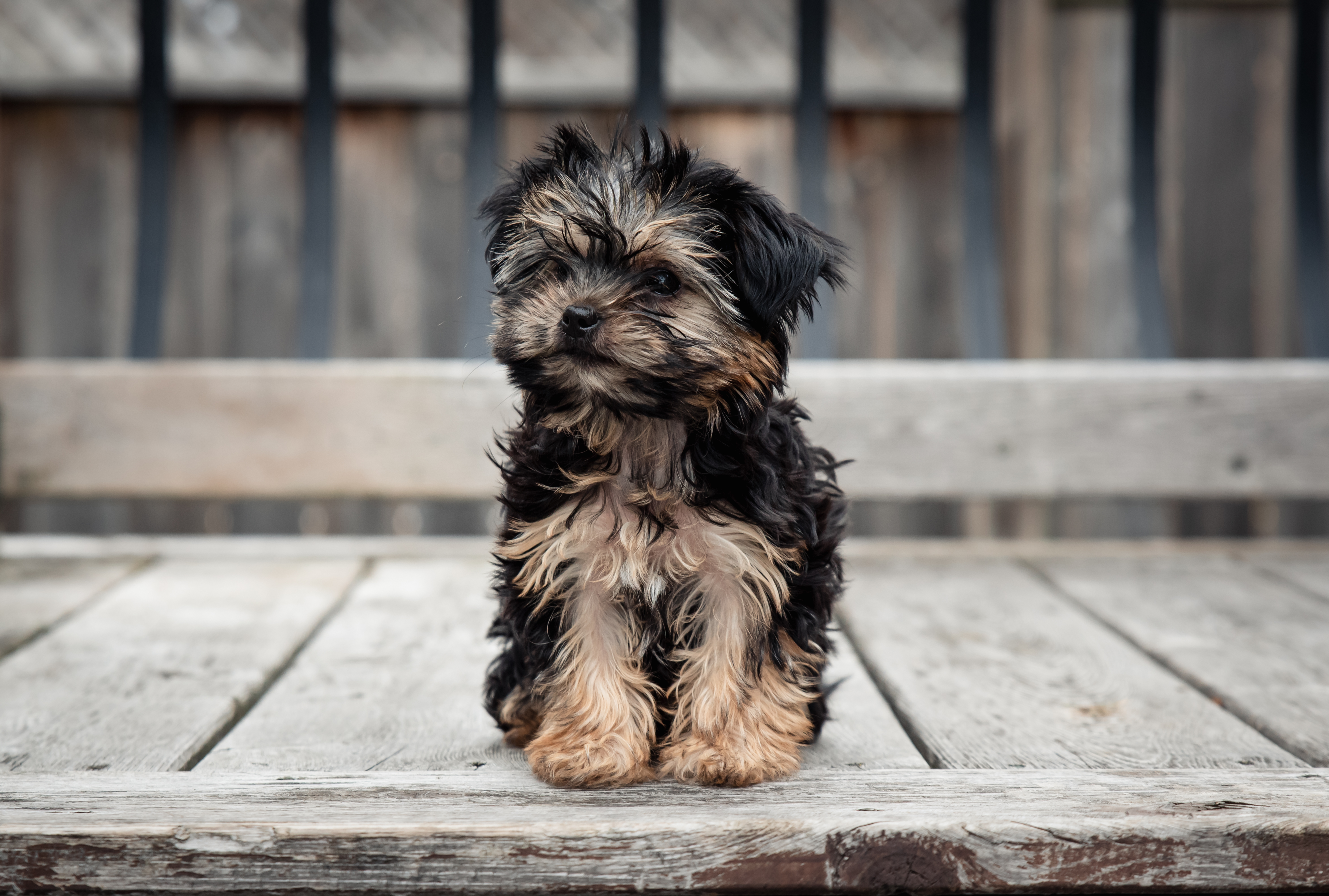 how old should a yorkie be to breed