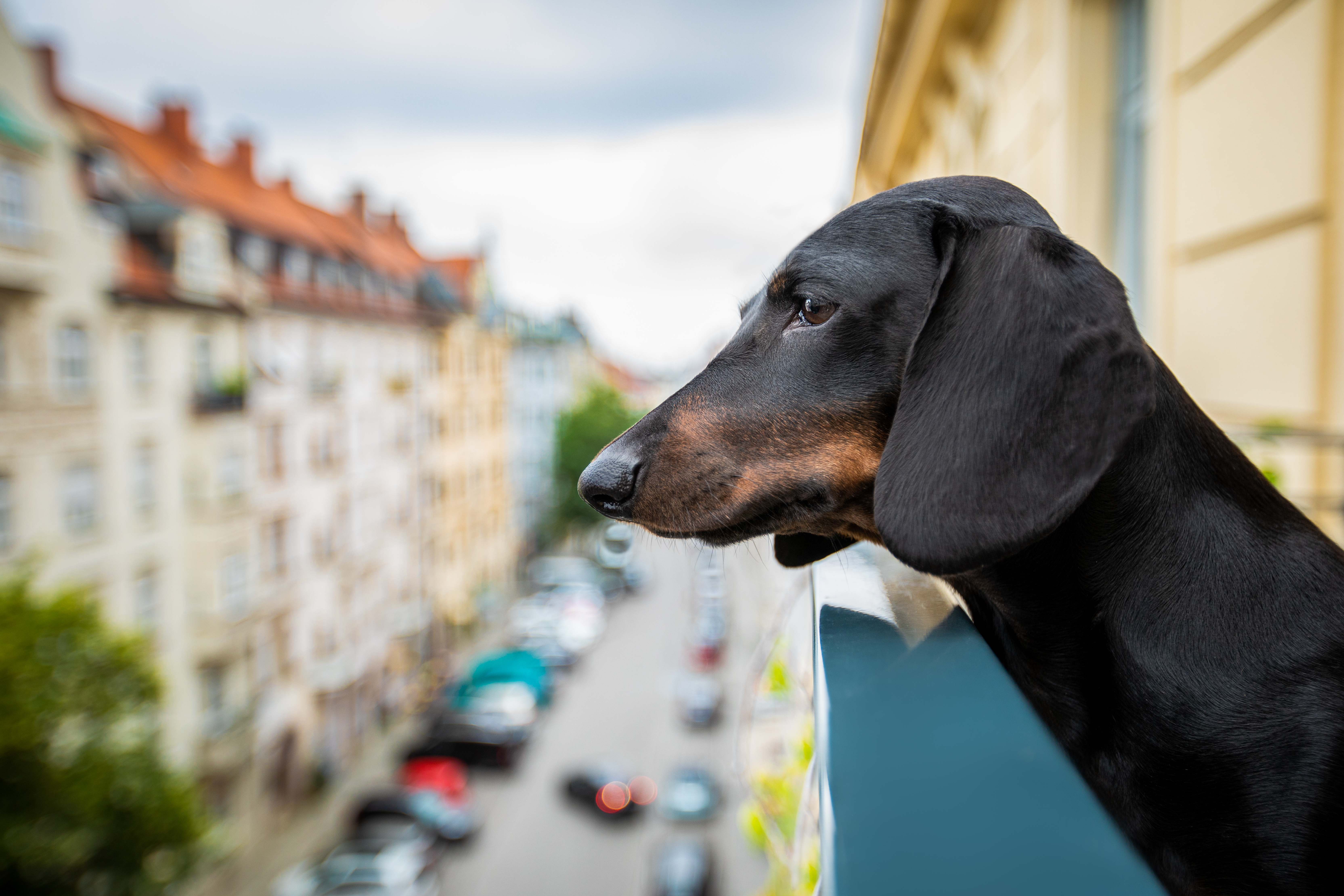 can you keep a dog on a balcony