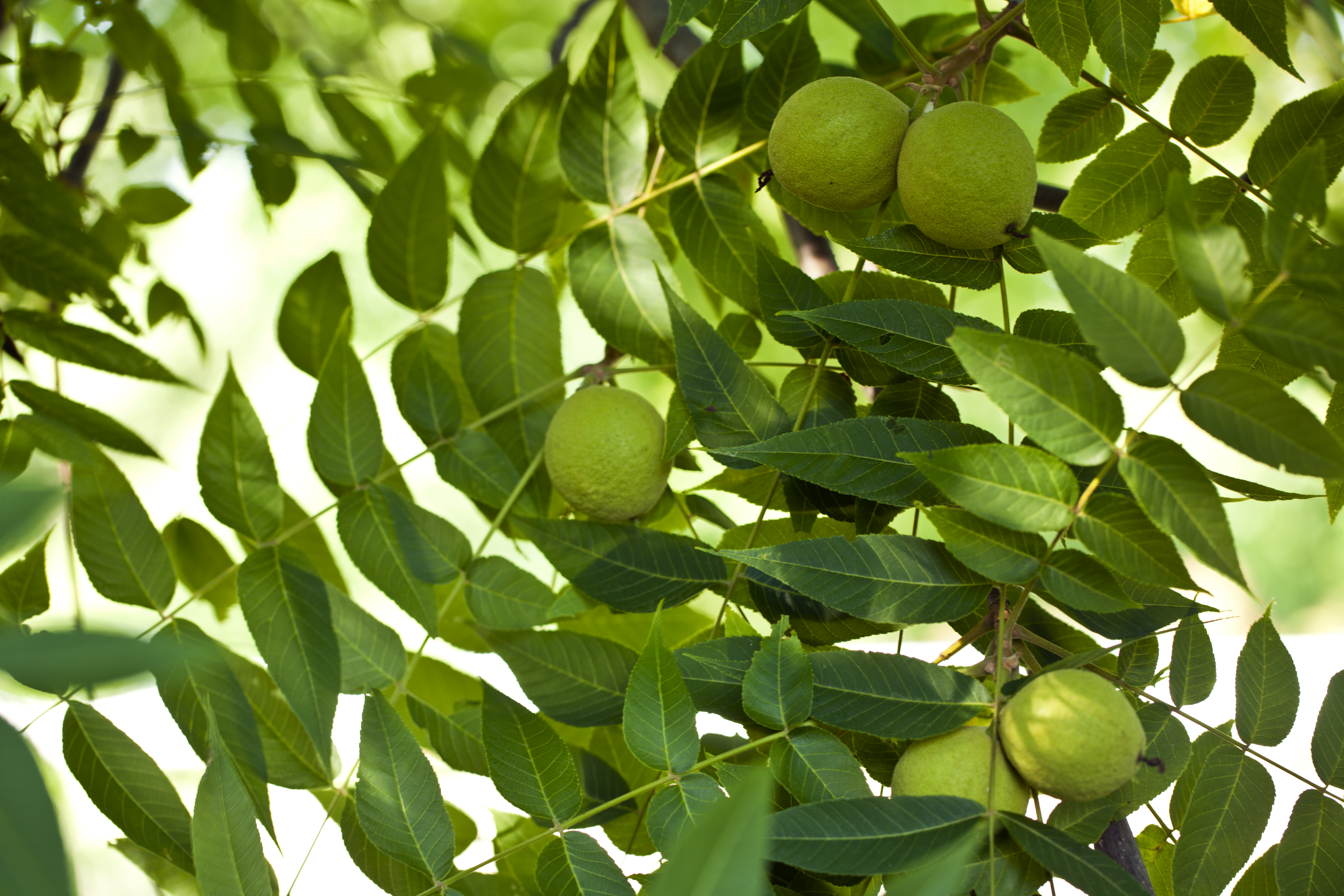 walnuts tree