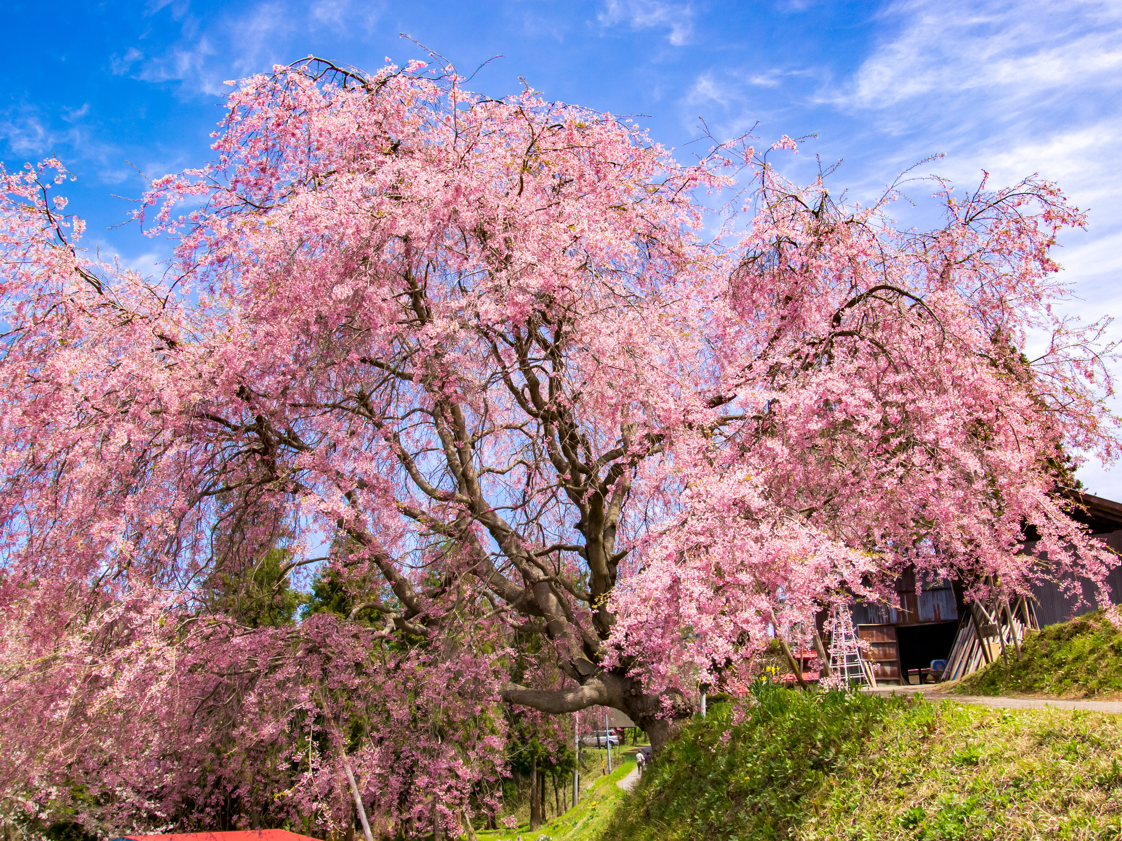 Planting a Weeping Cherry Tree