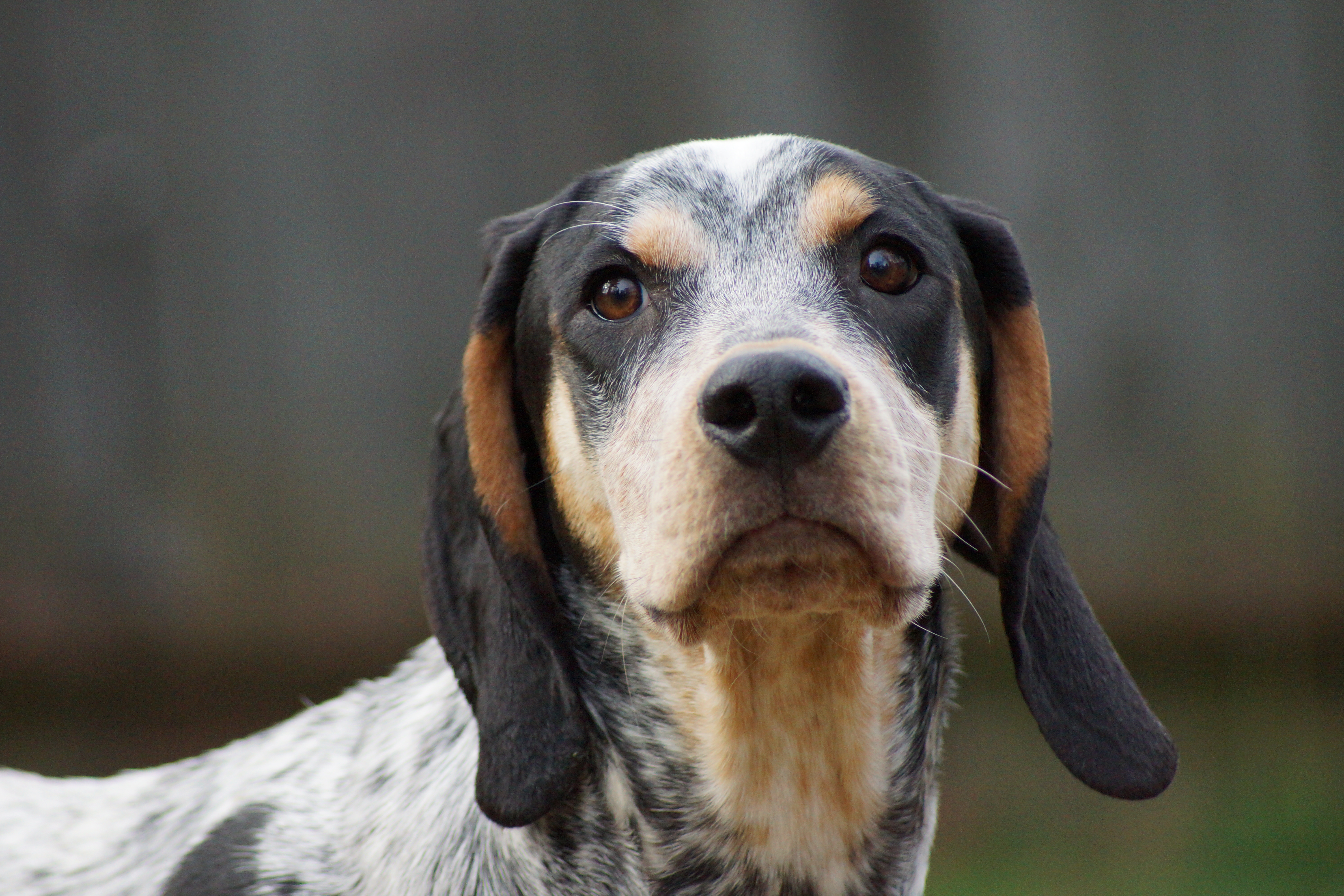 bluetick coonhound is ill with respiratory signs