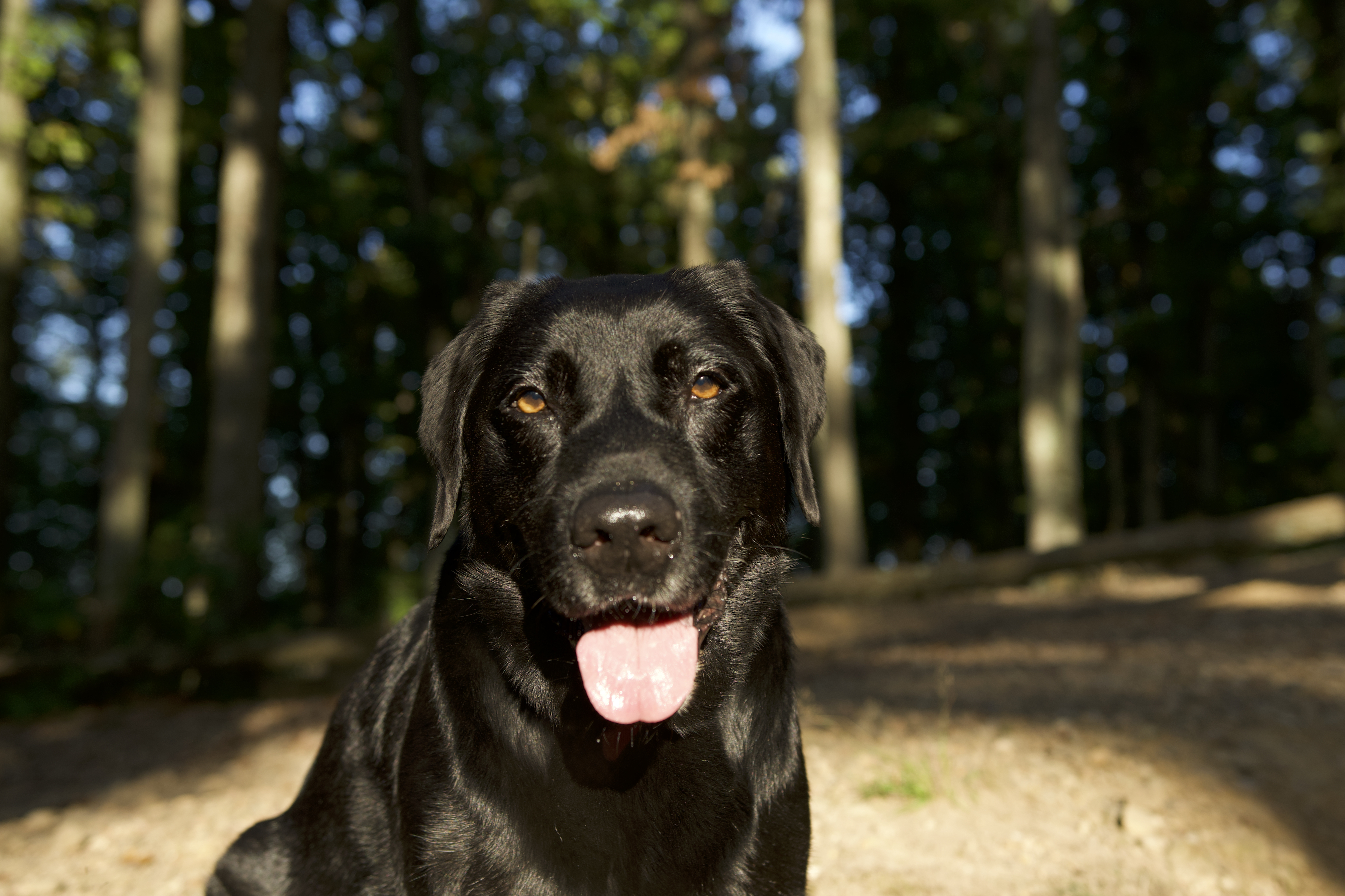 can you buy dog antibiotics over the counter