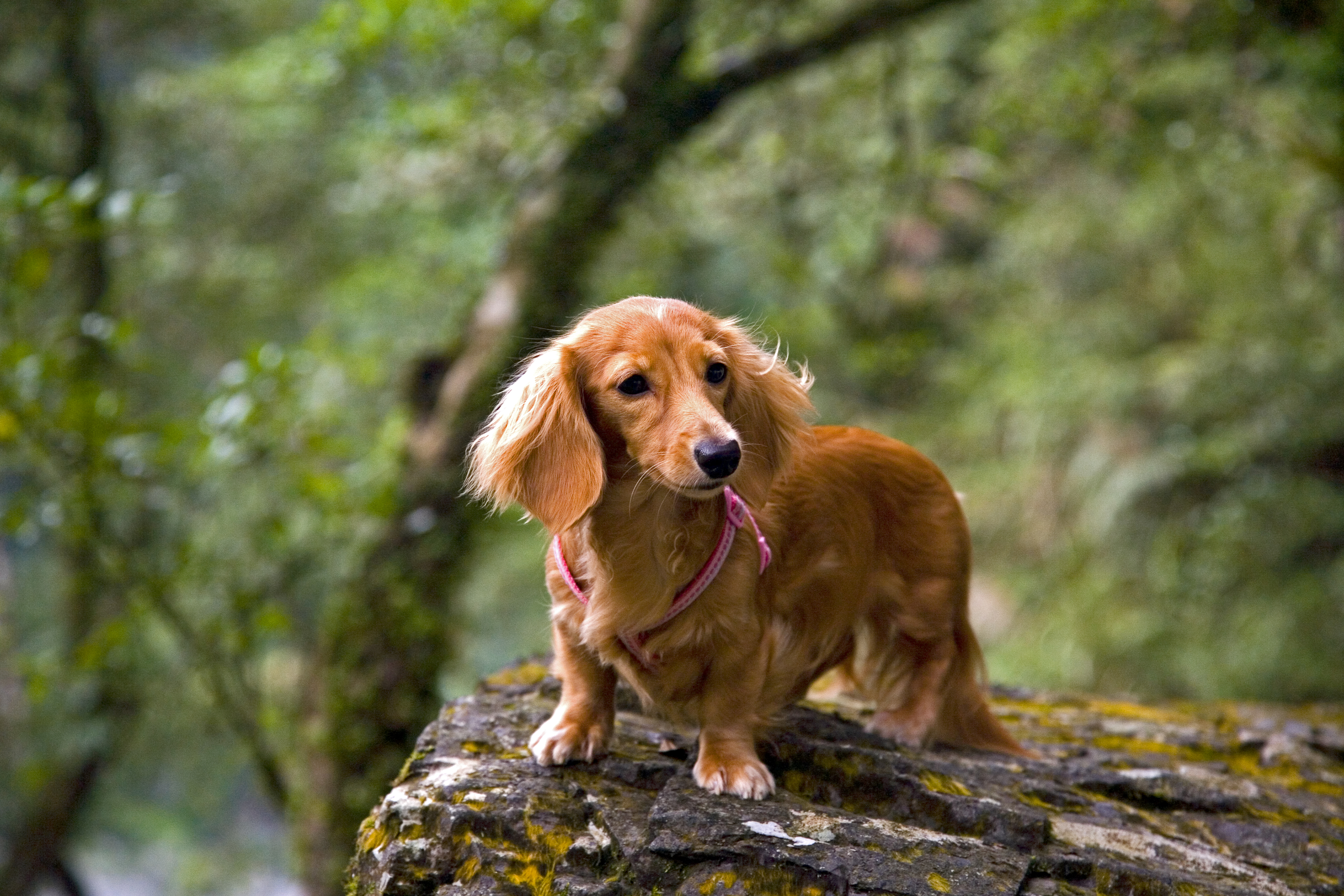 Long Haired Dachshund: Characteristics, Temperament & Puppies | Cuteness