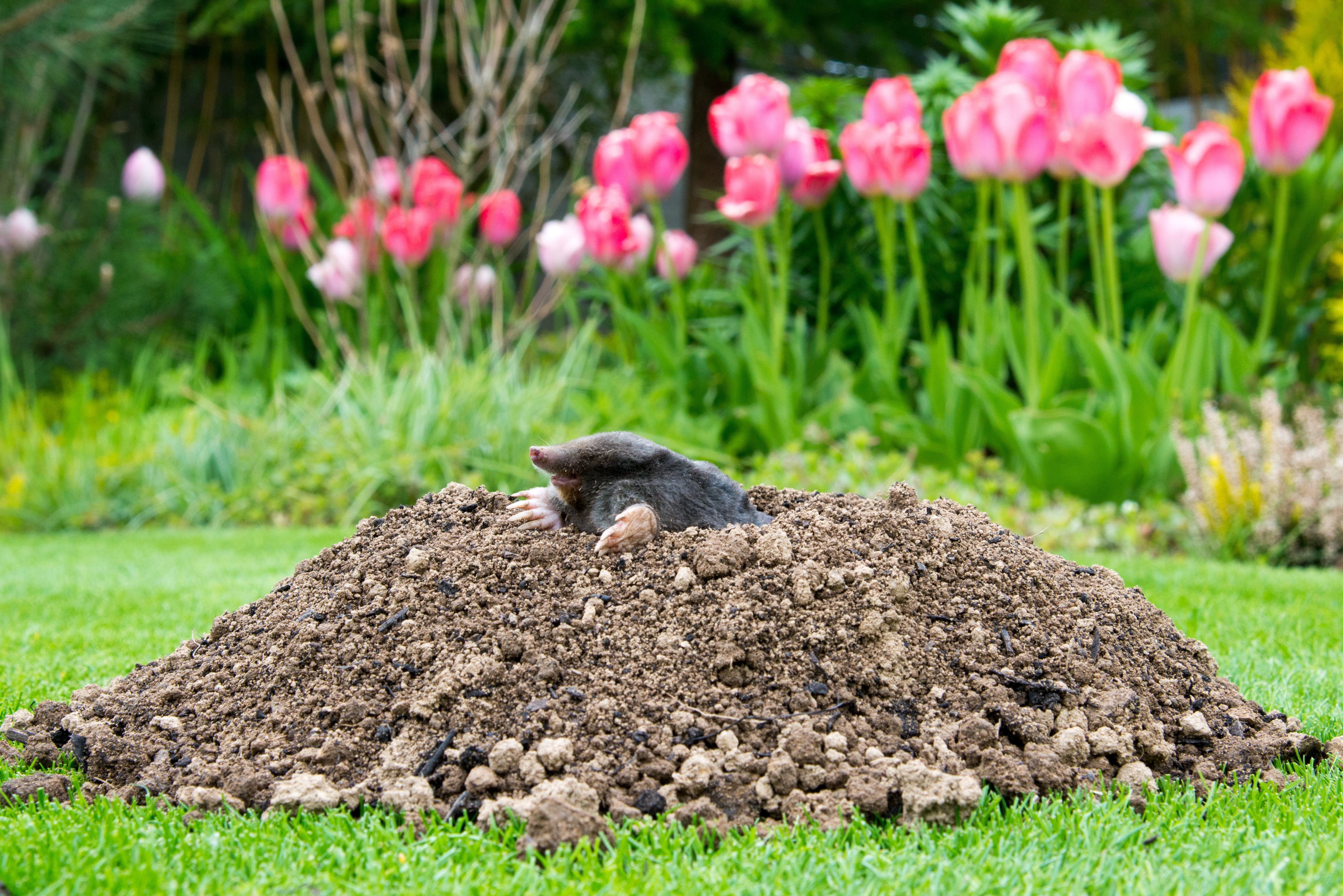 How to Get Rid of Burrowing Animals in Your Yard | Hunker