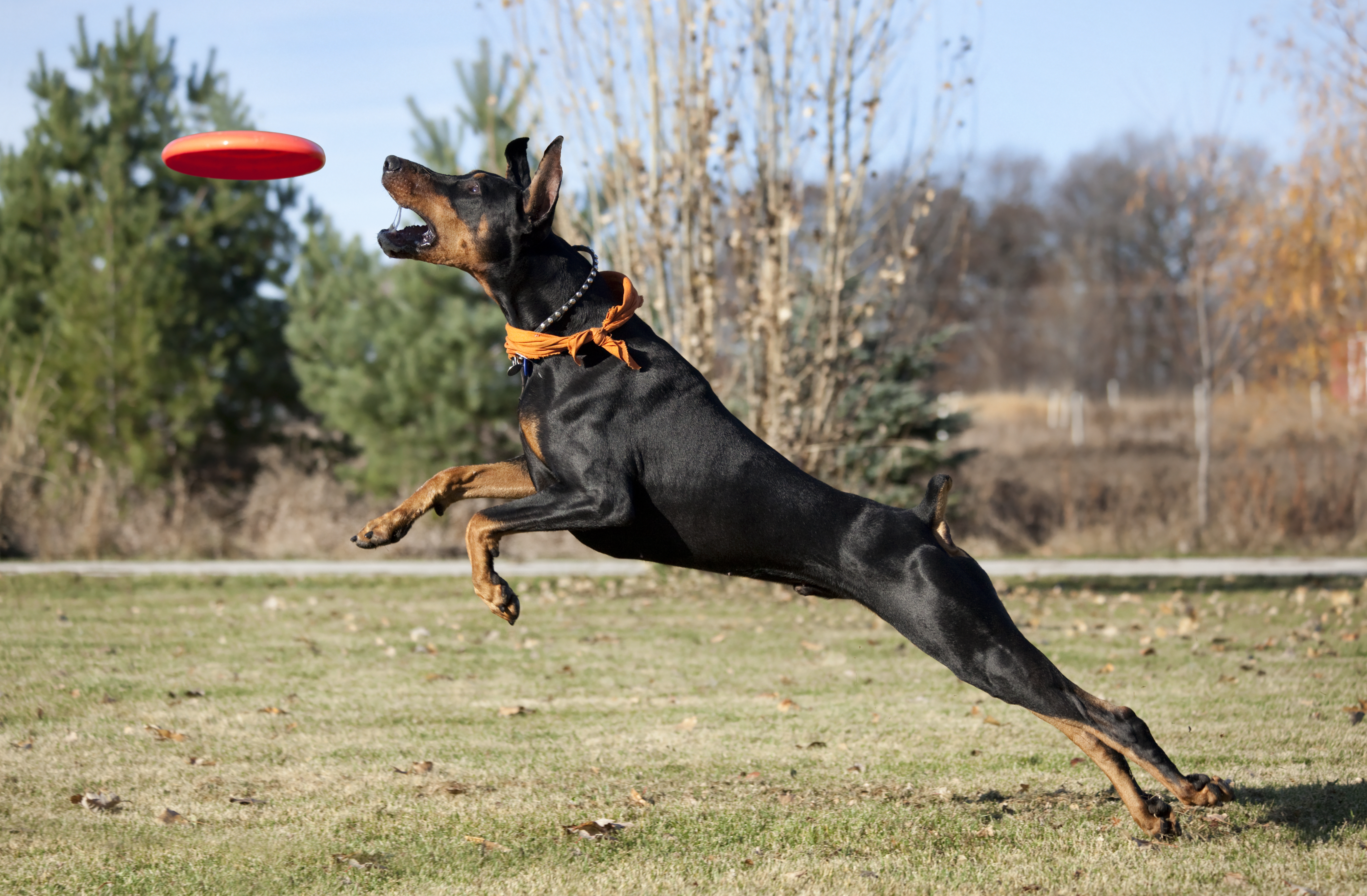 how much male doberman weight