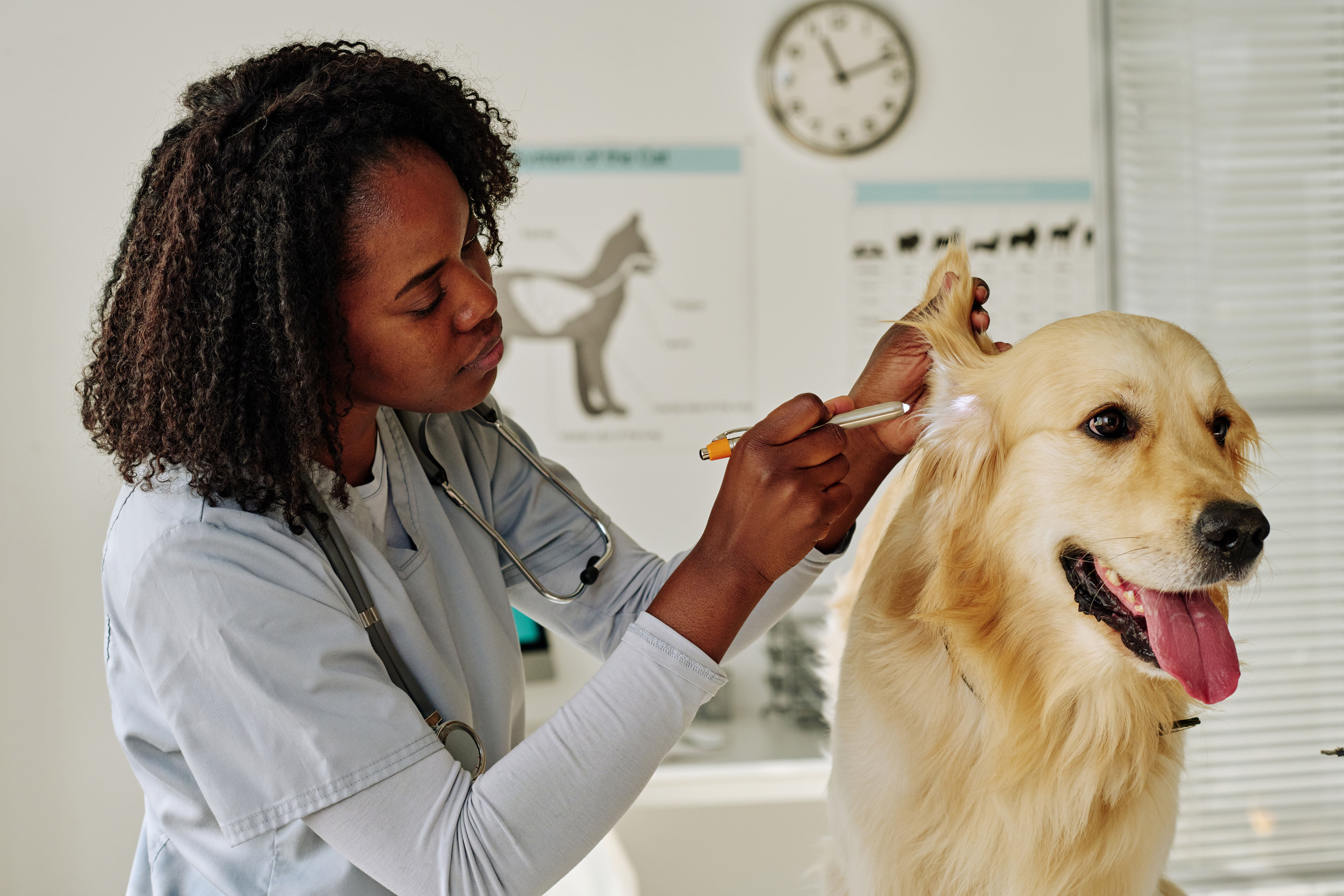 how to cure ear mites in dogs at home