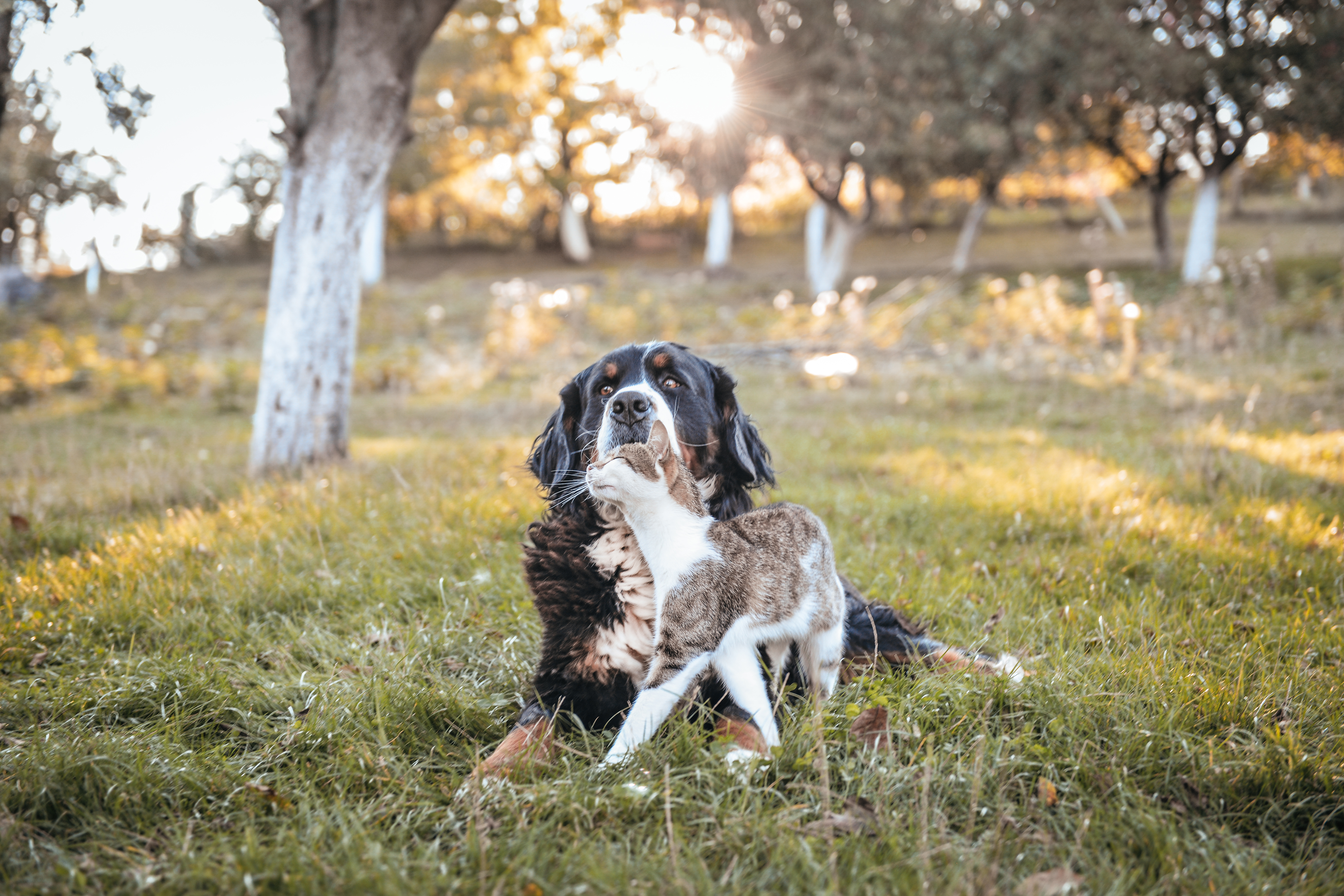 what to do if something is stuck in dogs throat