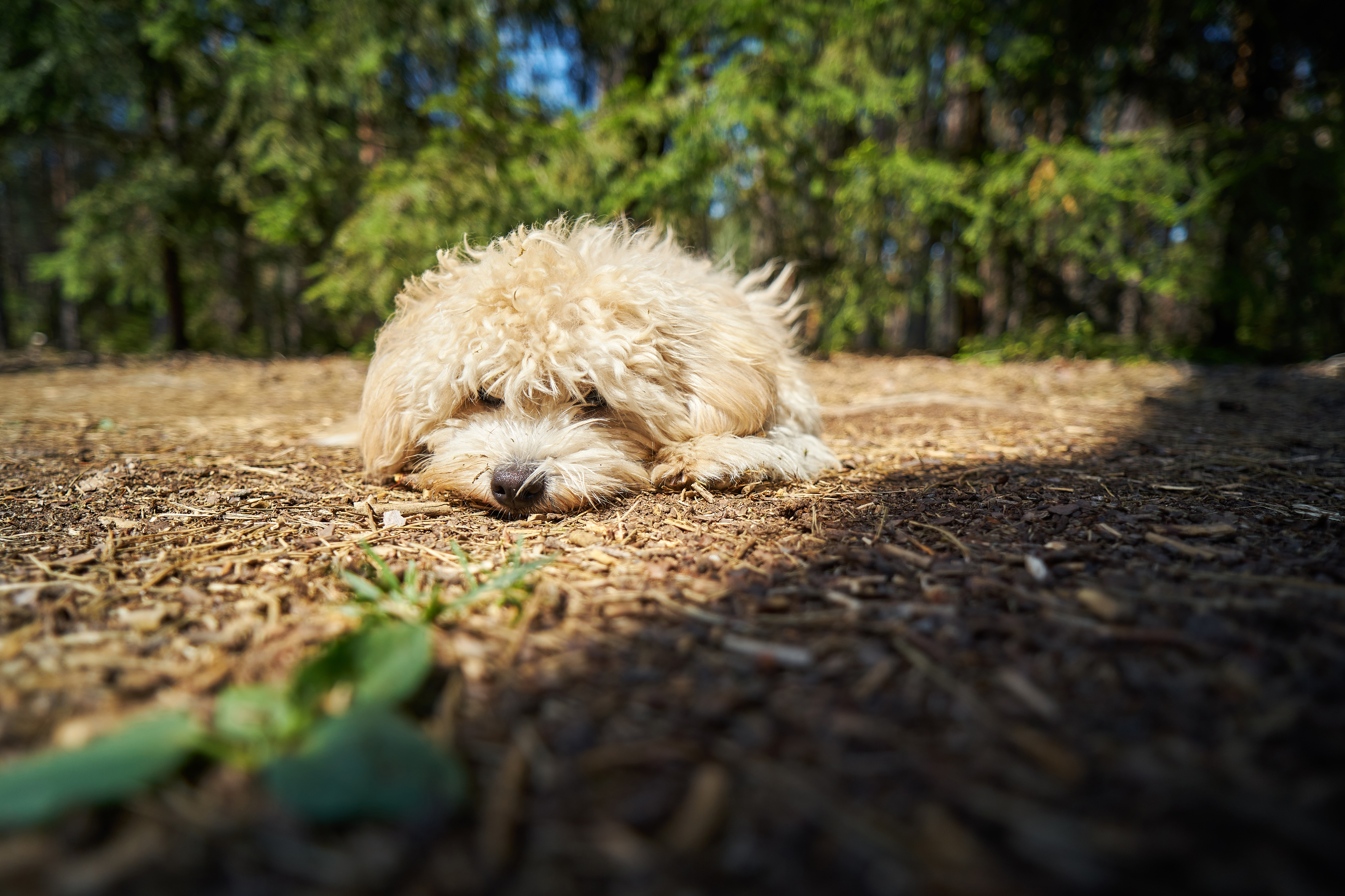 are pine trees safe for dogs