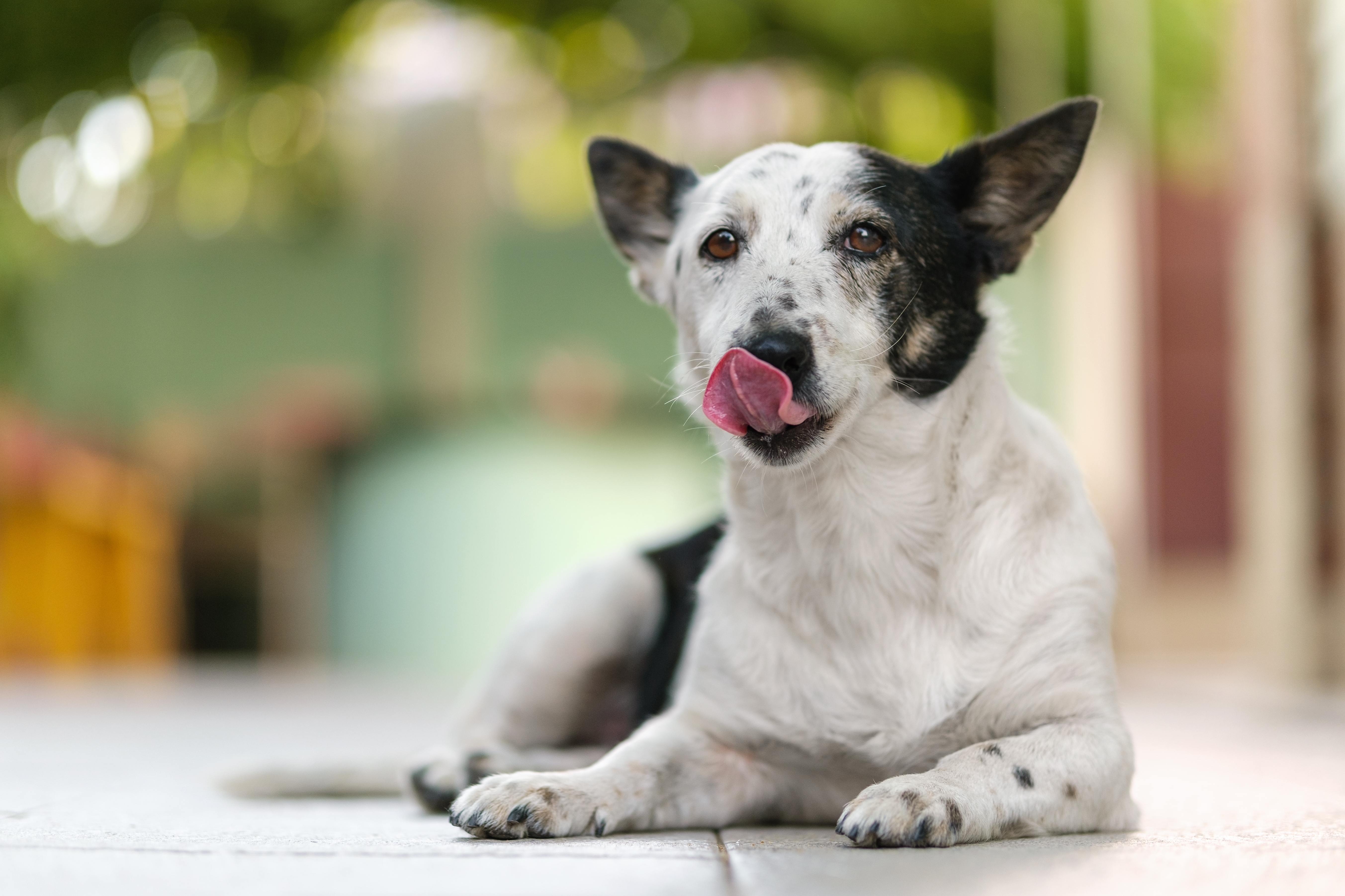 how much salt should a dog have per day